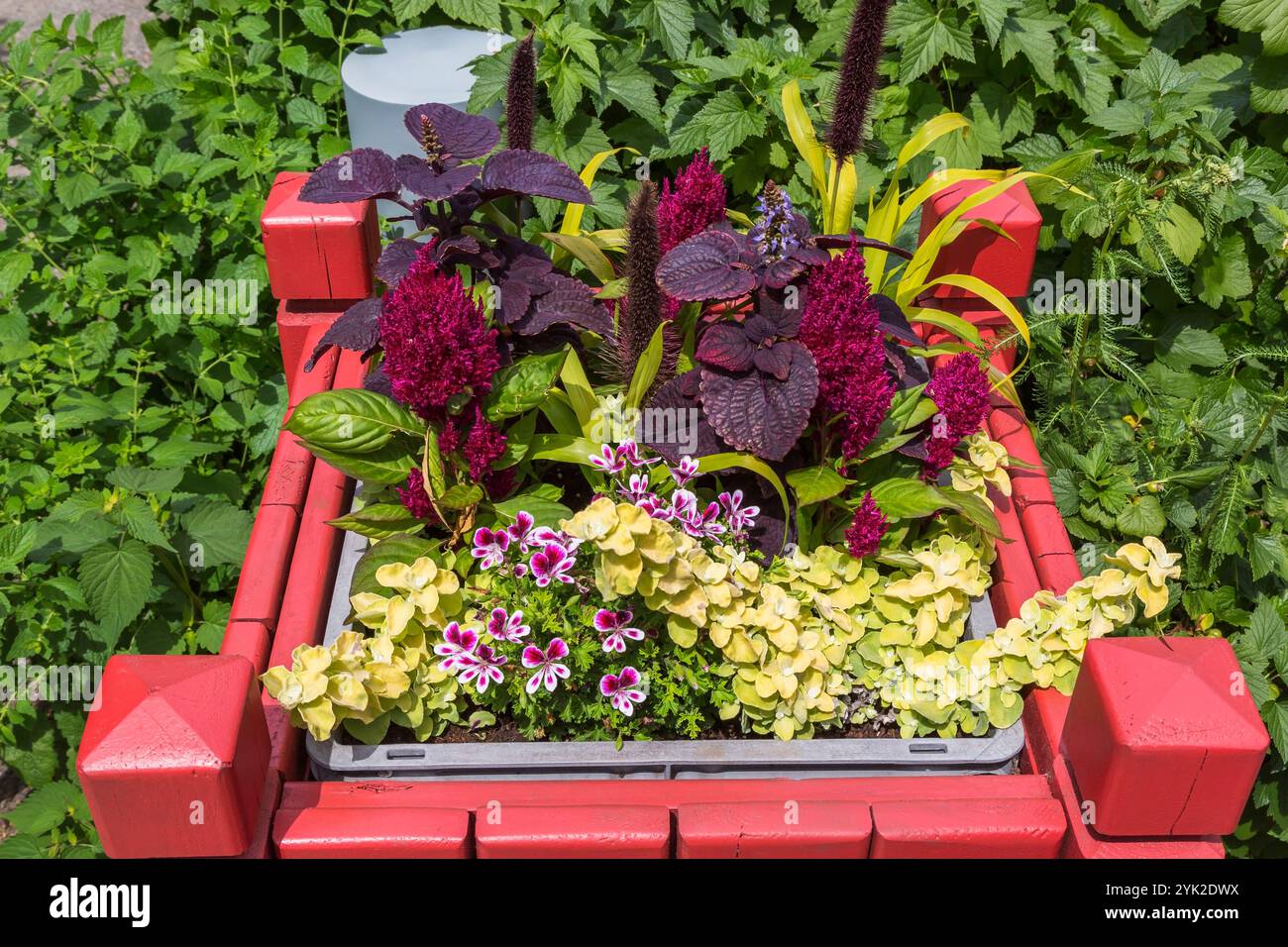 Helichrysum 'Limelight', Pelargonium 'Citronella' - Geranio profumato, Celosia - Cockscomb, Solenostemon - Coleus, Setaria piante in contenitore verniciato. Foto Stock Helichrysum 'Limelight', Pelargonium 'Citronella' - Geranio profumato, Celosia - Cockscomb, Solenostemon - Coleus, Setaria piante in contenitore verniciato. Foto Stock