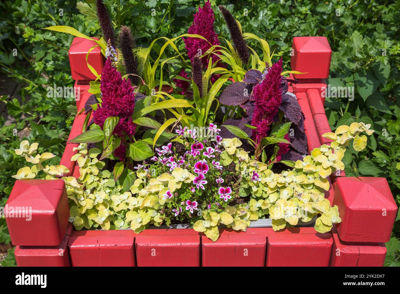 Helichrysum 'Limelight', Pelargonium 'Citronella' - Geranio profumato, Celosia - Cockscomb, Solenostemon - Coleus, Setaria piante in contenitore verniciato. Foto Stock Helichrysum 'Limelight', Pelargonium 'Citronella' - Geranio profumato, Celosia - Cockscomb, Solenostemon - Coleus, Setaria piante in contenitore verniciato. Foto Stock