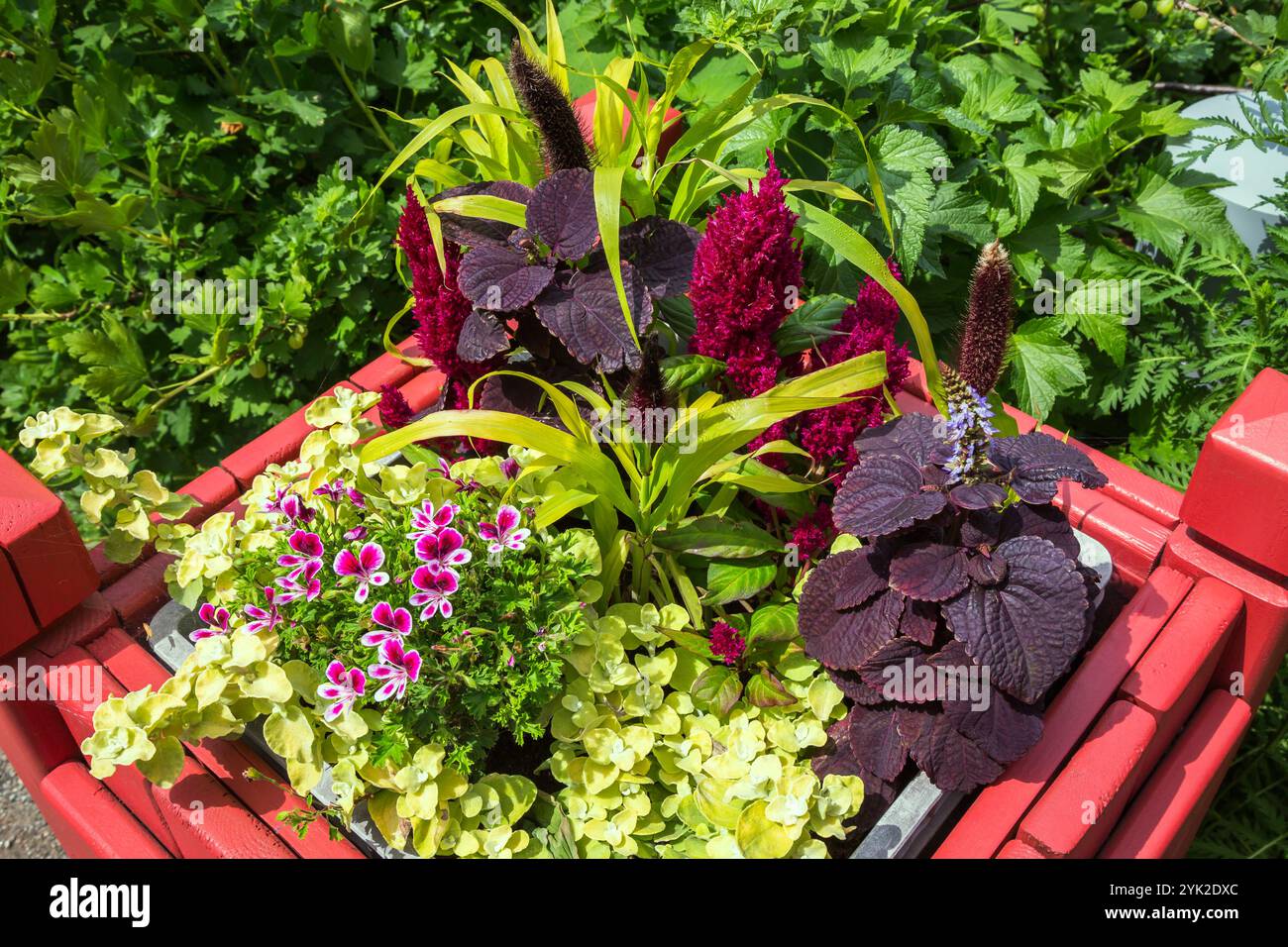 Helichrysum 'Limelight', Pelargonium 'Citronella' - Geranio profumato, Celosia - Cockscomb, Solenostemon - Coleus, Setaria piante in contenitore verniciato. Foto Stock Helichrysum 'Limelight', Pelargonium 'Citronella' - Geranio profumato, Celosia - Cockscomb, Solenostemon - Coleus, Setaria piante in contenitore verniciato. Foto Stock