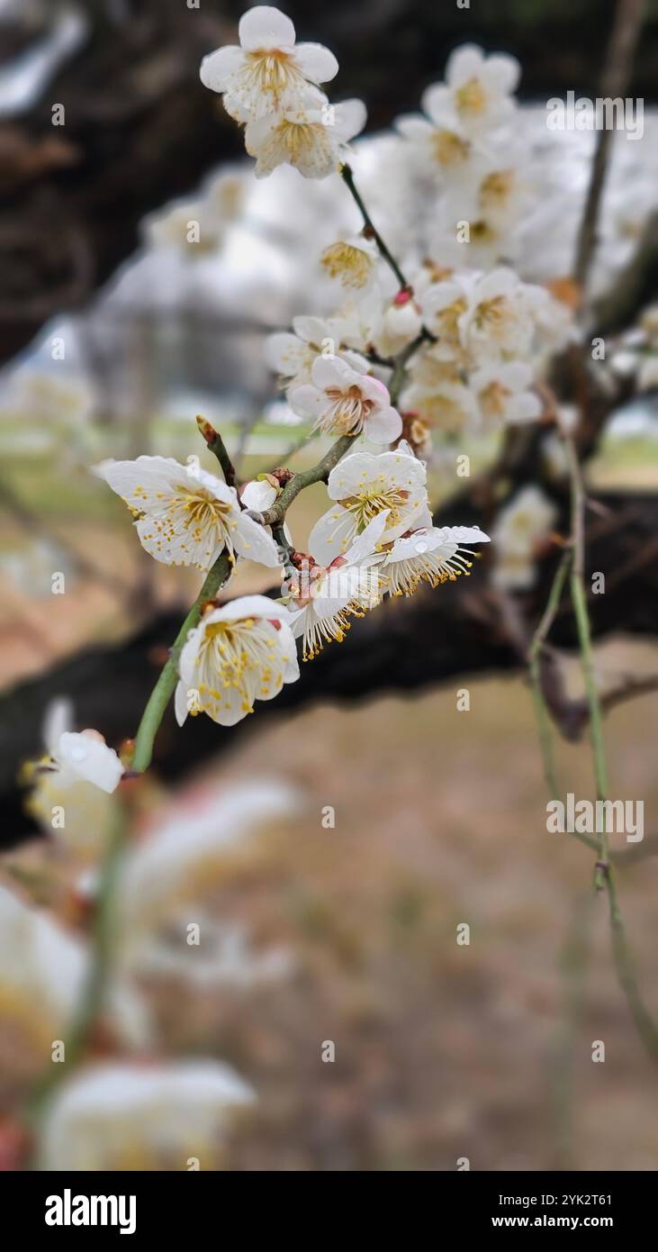 Primo piano dei fiori di ciliegio a Washington DC Foto Stock