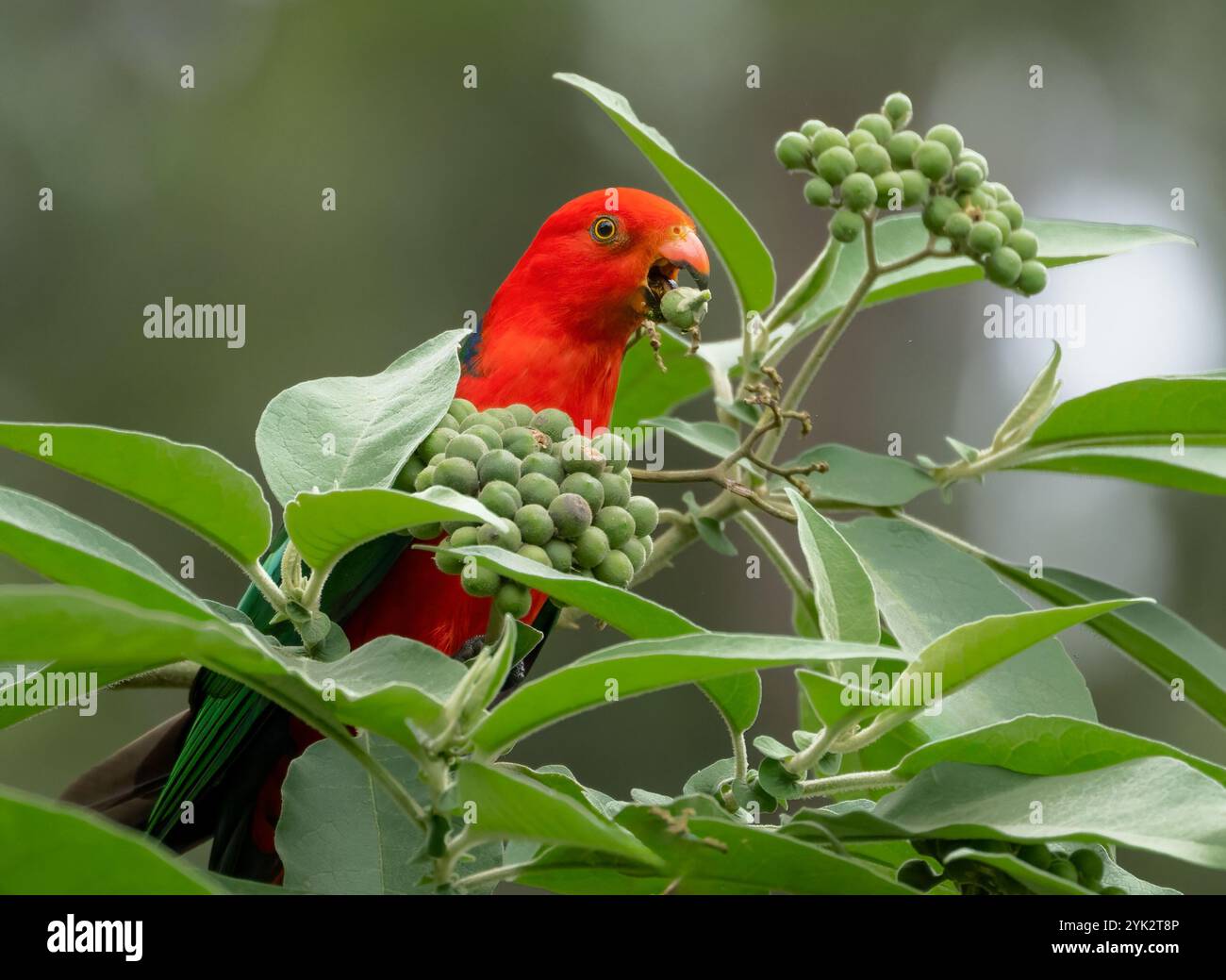I pappagalli reali australiani (Alisterus scapularis) sono una specie di pappagallo endemico dell'Australia orientale, che si trovano nelle foreste pluviali. Foto Stock