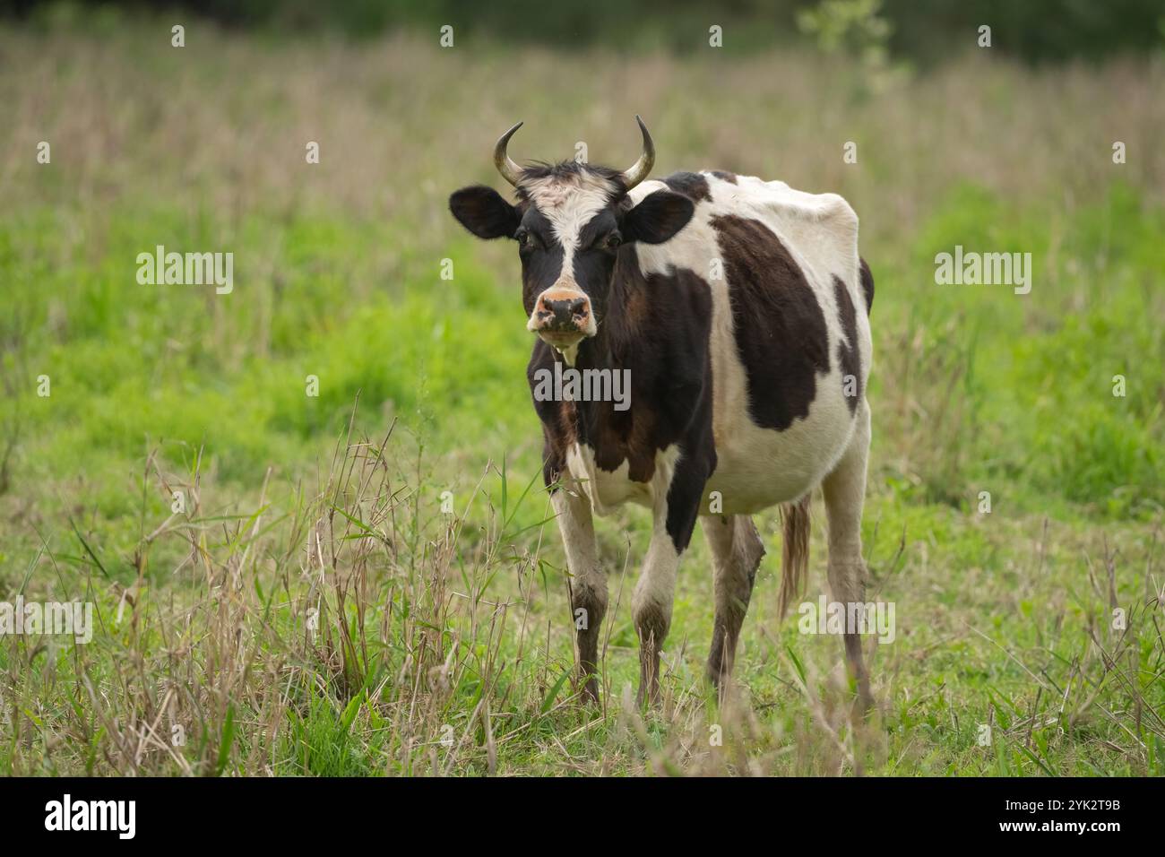 Le vacche da latte nere e bianche con corna sono razze specifiche di bovini allevati e allevati per la loro capacità di produrre grandi quantità di latte. Foto Stock