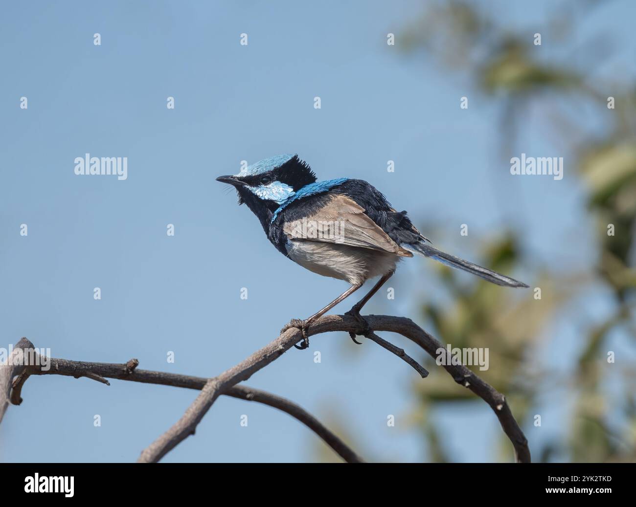Superba fatina (Malurus cyaneus) appollaiata su una diramazione pronta a prendere il volo. Foto Stock