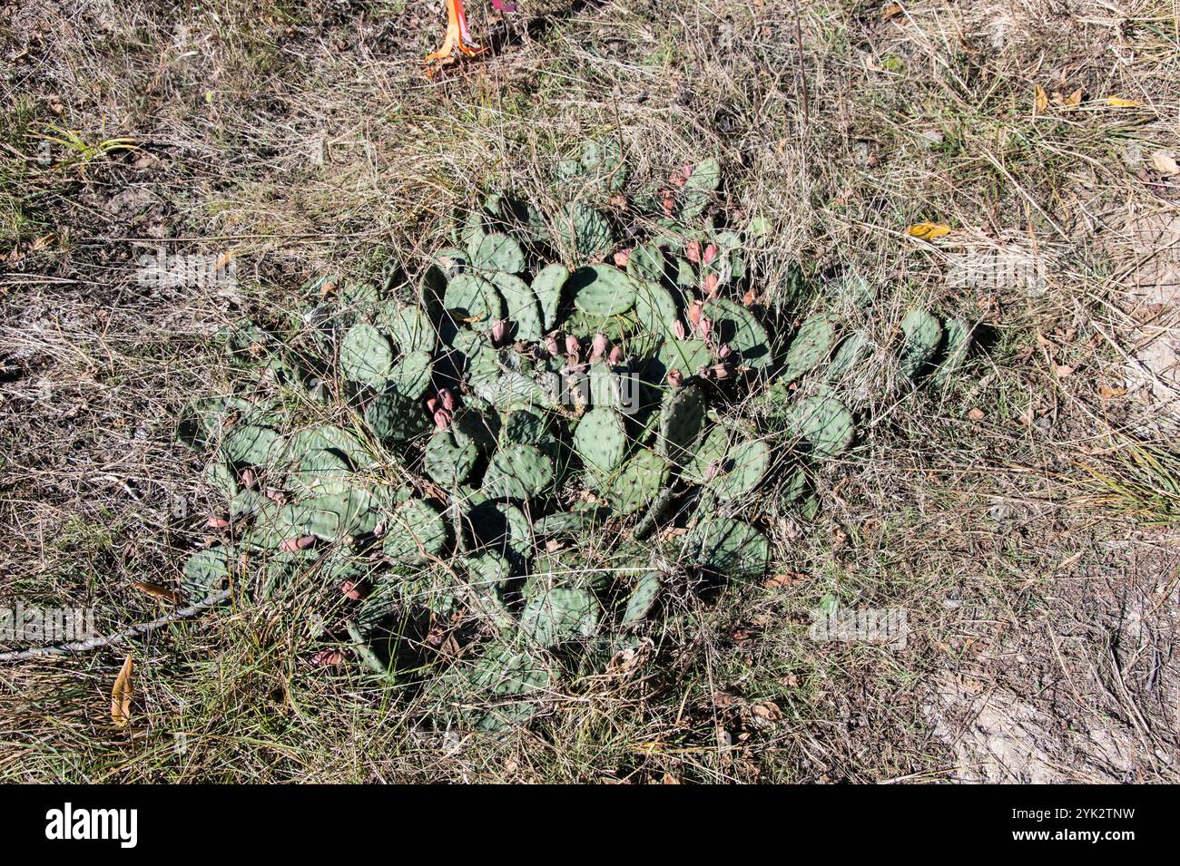 Cactus di fichi d'India orientale che cresce presso la Delaurier Homestead presso il Point Pelee National Park di Leamington, Ontario, Canada Foto Stock