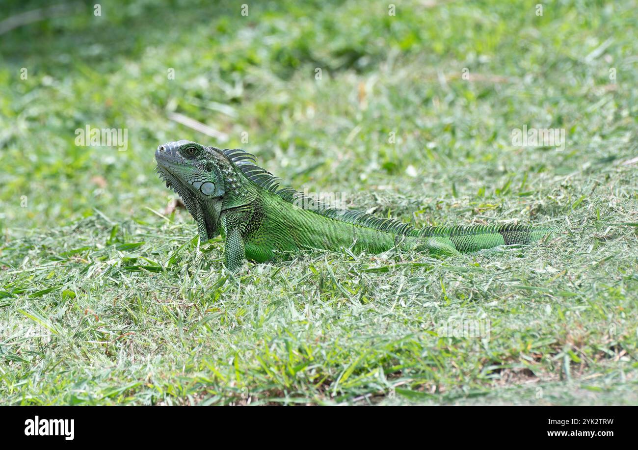 Un'iguana verde (iguana iguana) che fa un bagno di sole durante la giornata Foto Stock