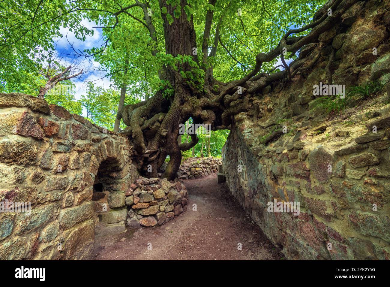 Albero magico, foresta, castello, rovina, Stecklenburg, Stecklenberg, bassa catena montuosa, Harz, bassa Sassonia, Germania, Europa Foto Stock