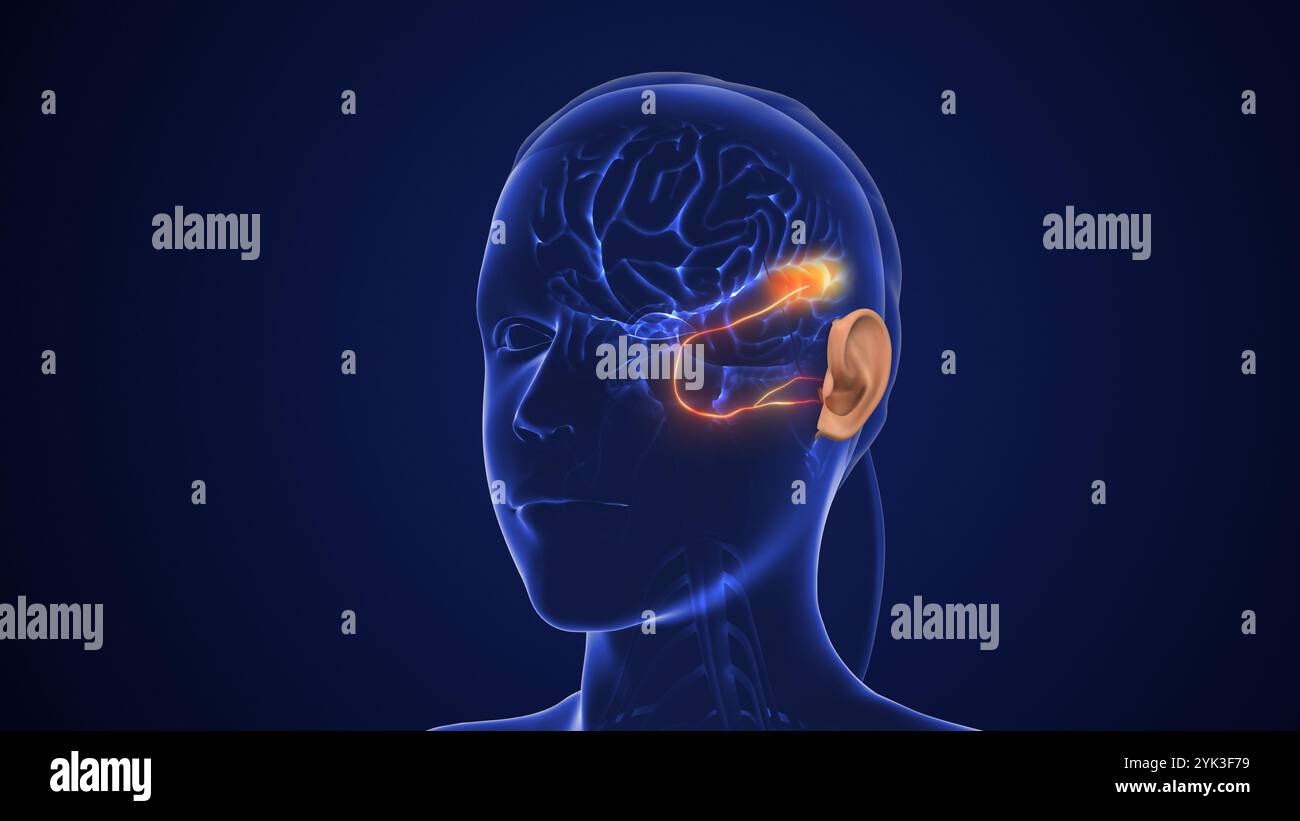 Il percorso uditivo trasmette segnali sensoriali per l'udito Foto Stock
