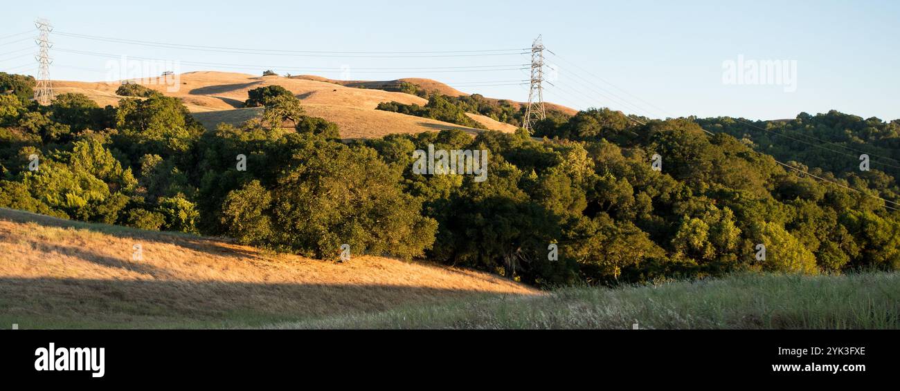 Linee elettriche ad alta tensione e torri si uniscono in molte porzioni del Briones Regional Park District (http://www.ebparks.org/parks/briones) di 6.255 acri dell'East Bay Regional Park District nella contea di Contra Costa, CALIFORNIA, mentre il bestiame Black Angus del rancher Ned Woods pascolano in spaziose mandrie venerdì 24 luglio 2015. Operando completamente "fuori dalla rete", il Dipartimento dell'Agricoltura degli Stati Uniti ha fornito una sovvenzione in percentuale di costo per il allevatore Ned Woods per installare pannelli solari per alimentare una pompa elettrica di pozzi che aspira acqua da centinaia di metri sotto la superficie e spinge l'acqua lungo chilometri di tubo fino a centinaia di dollari di canone Foto Stock