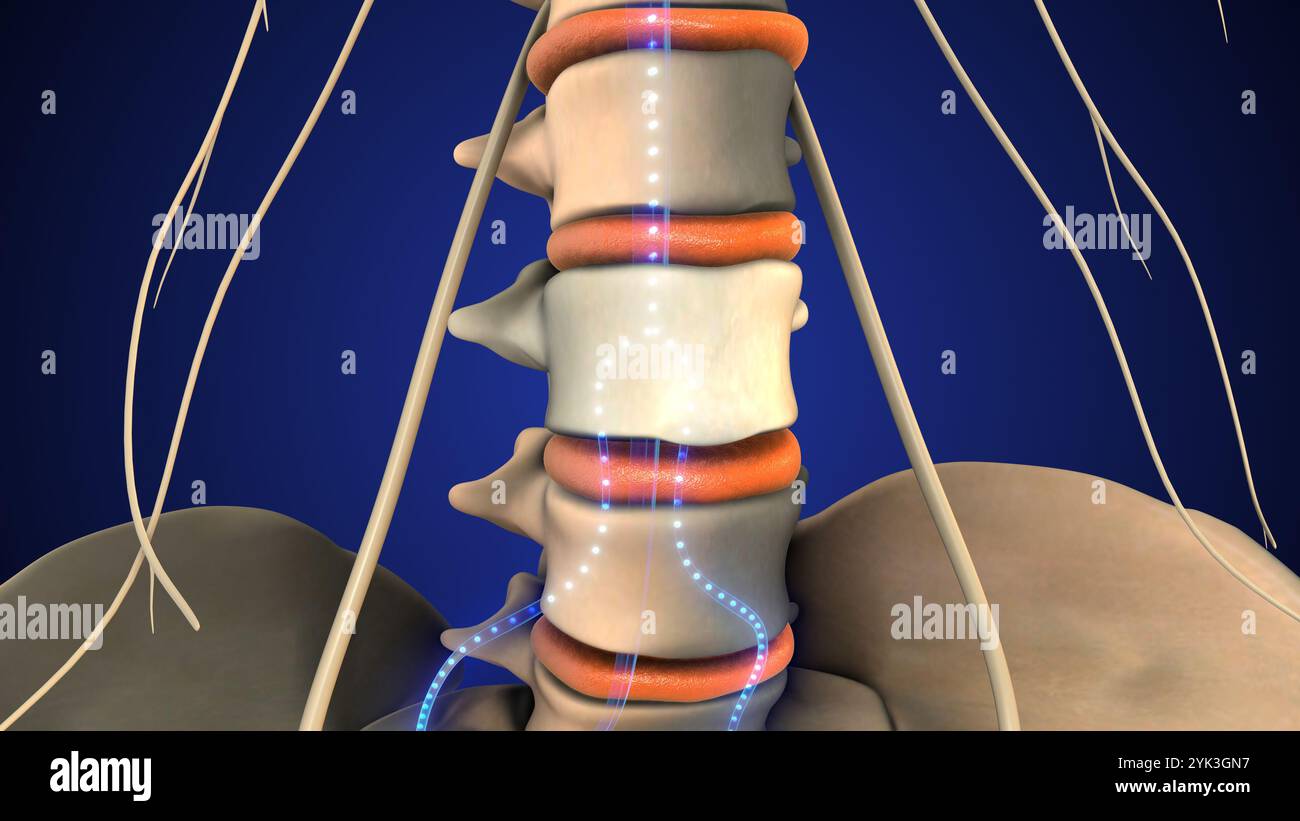 Sistema nervoso periferico che trasmette segnali dai nervi Foto Stock