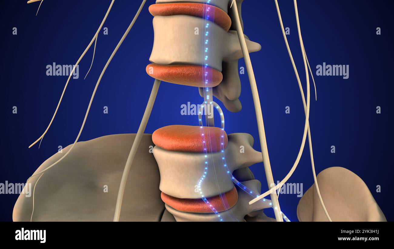 Sistema nervoso periferico che trasmette segnali dai nervi Foto Stock