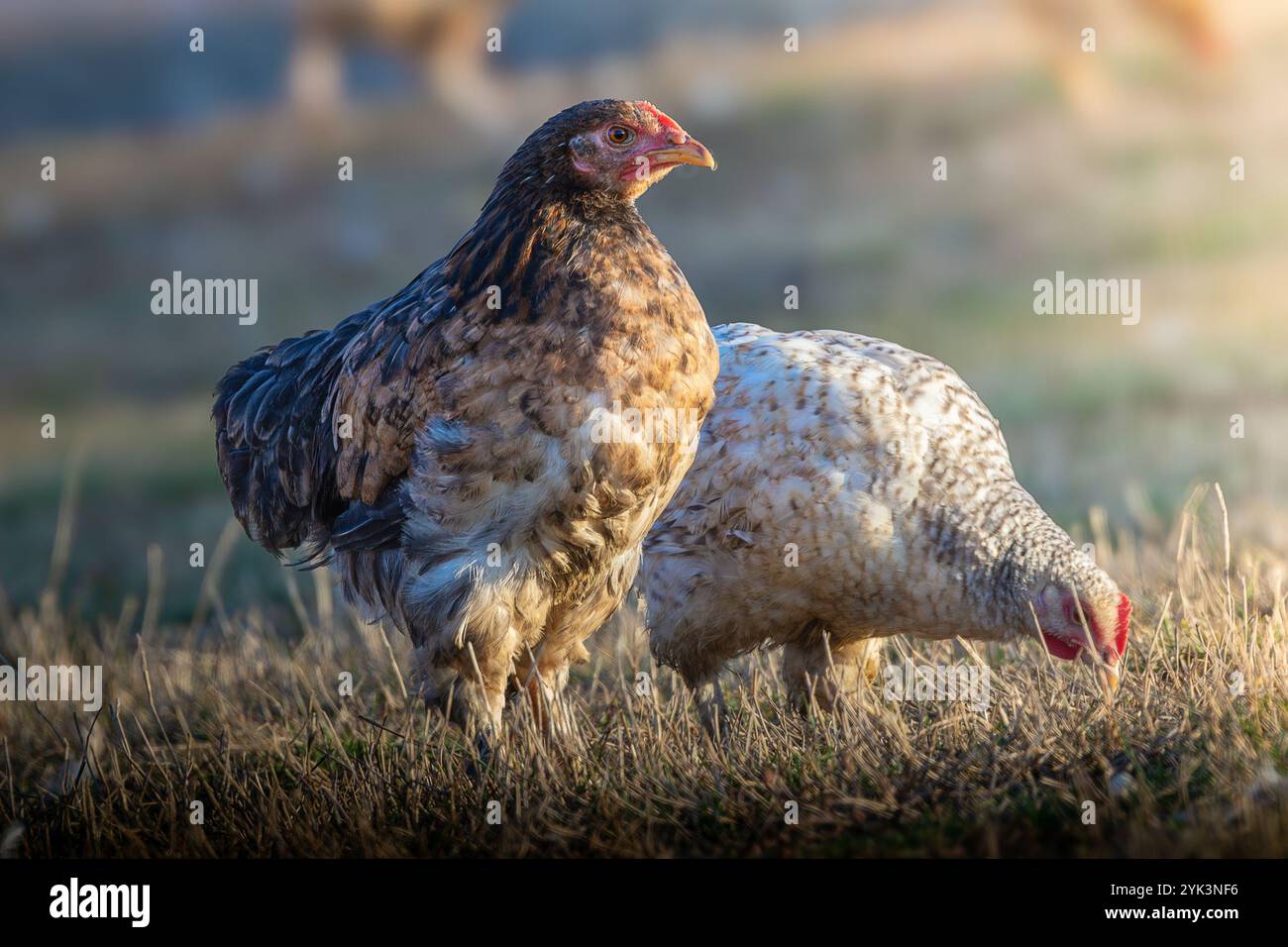 gallina bruna che si aggira liberamente in un'azienda agricola biologica, con un ambiente naturale e piume salutari e vivaci Foto Stock
