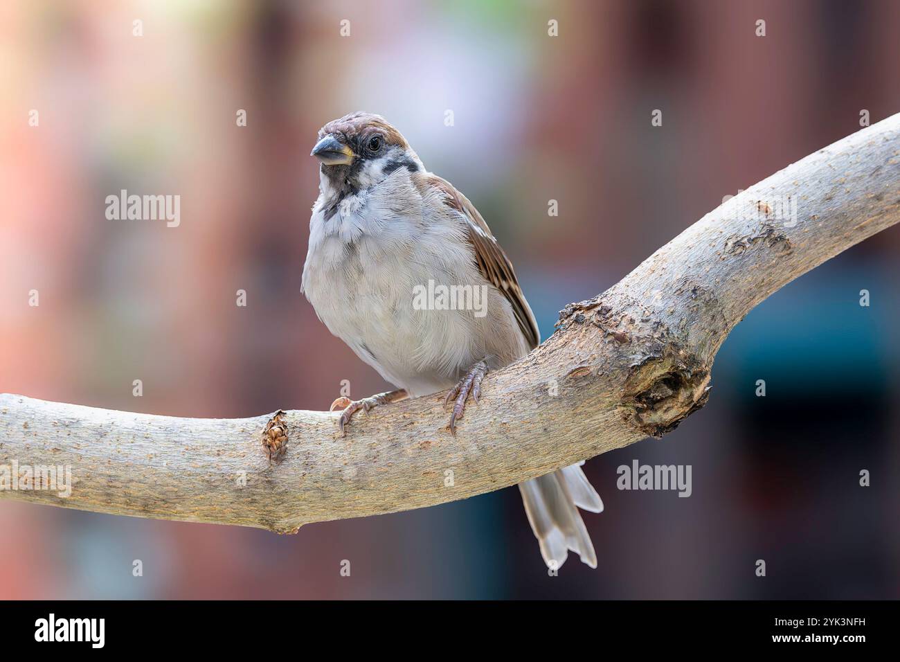 Passero maschile giovanile arroccato in un giardino, circondato da una vegetazione vivace e luce naturale (Passer montanus) Foto Stock