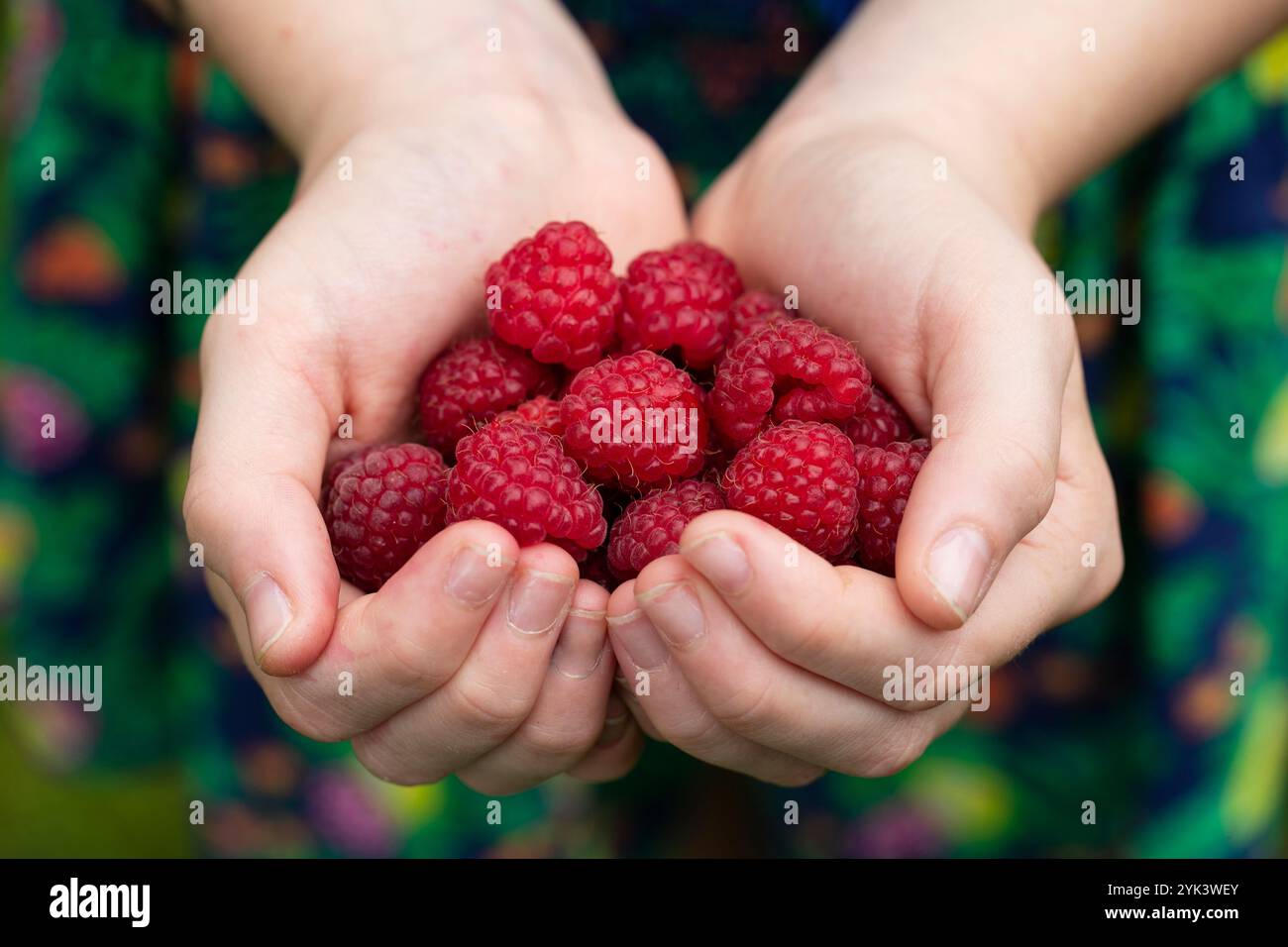 Mani femminili che tengono i lamponi appena raccolti Foto Stock