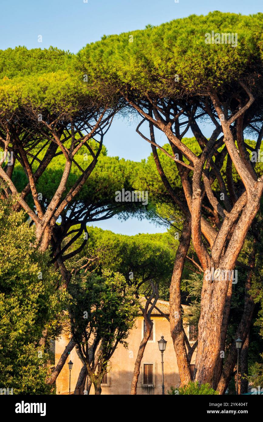 Pini di pietra italiani (Pinus pinea) con i loro caratteristici tettoie a forma di ombrello, alti nel Parco Colle Oppio, Roma, Italia Foto Stock