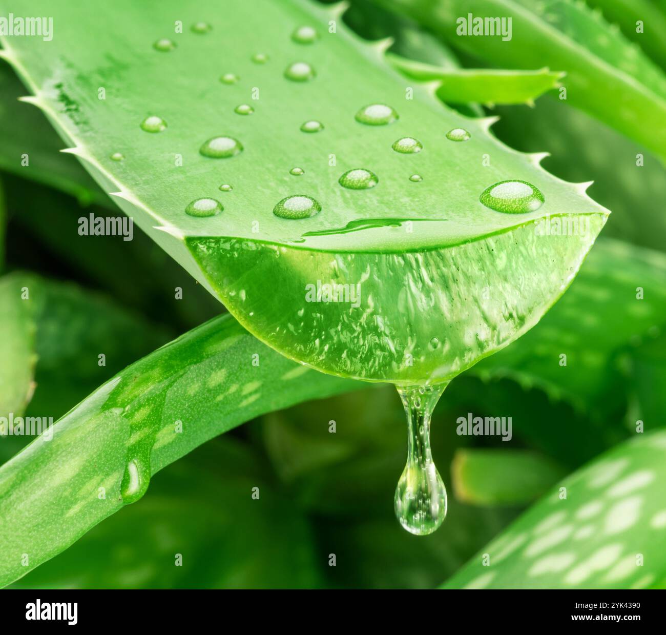 Gel di aloe ricavato da foglie di aloe vera fresche. Pianta di aloe vera sullo sfondo. Foto Stock