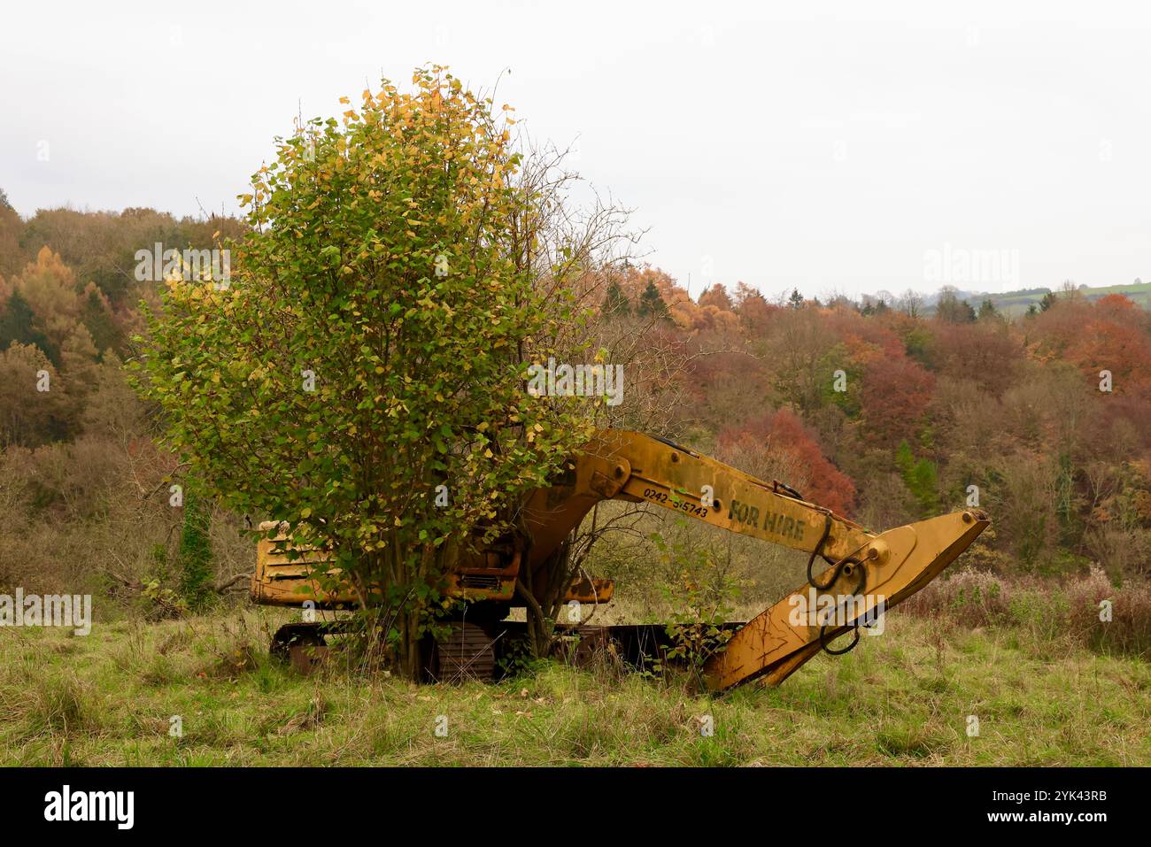 Crescita insolita di alberi e scavatore Cotswolds 2024 Foto Stock