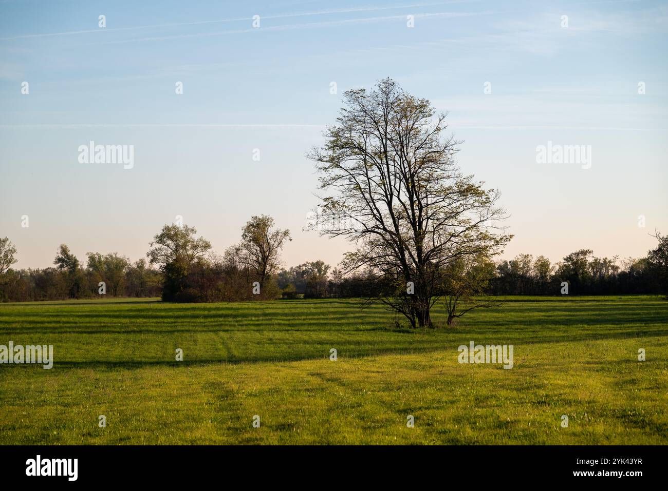 Un albero nel mezzo di un campo verde di erba proietta lunghe ombre al tramonto. Siamo nella campagna di Spilimbergo, nel Nord Italia. Foto Stock