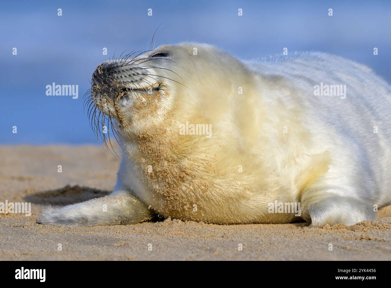 Atlantic Grey Seal, Halichoerus grypus, cucciolo di 5 giorni che riposa su una spiaggia sabbiosa. Norfolk novembre Foto Stock