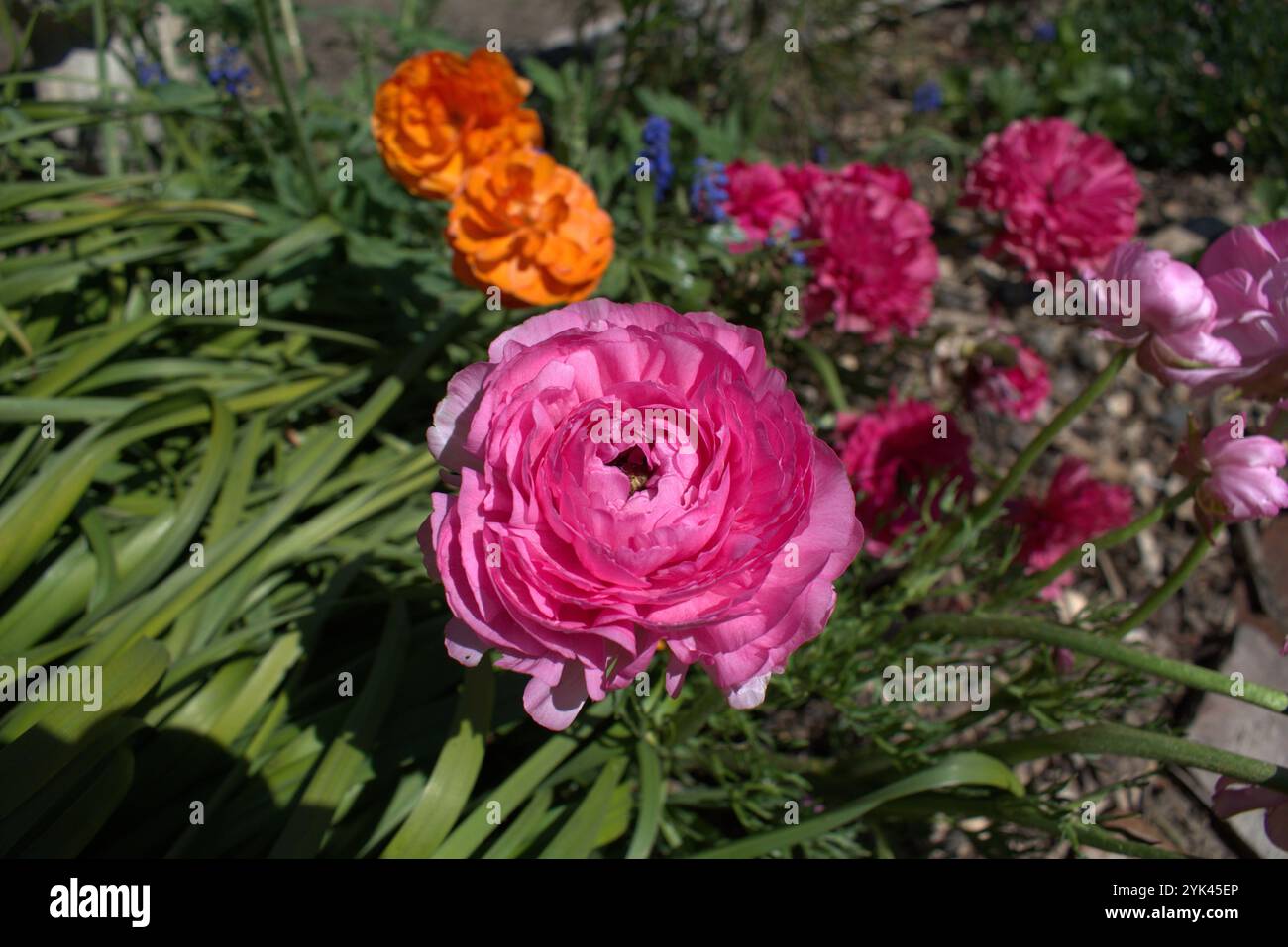 Fiore ranunculus rosa brillante in un letto da giardino Foto Stock
