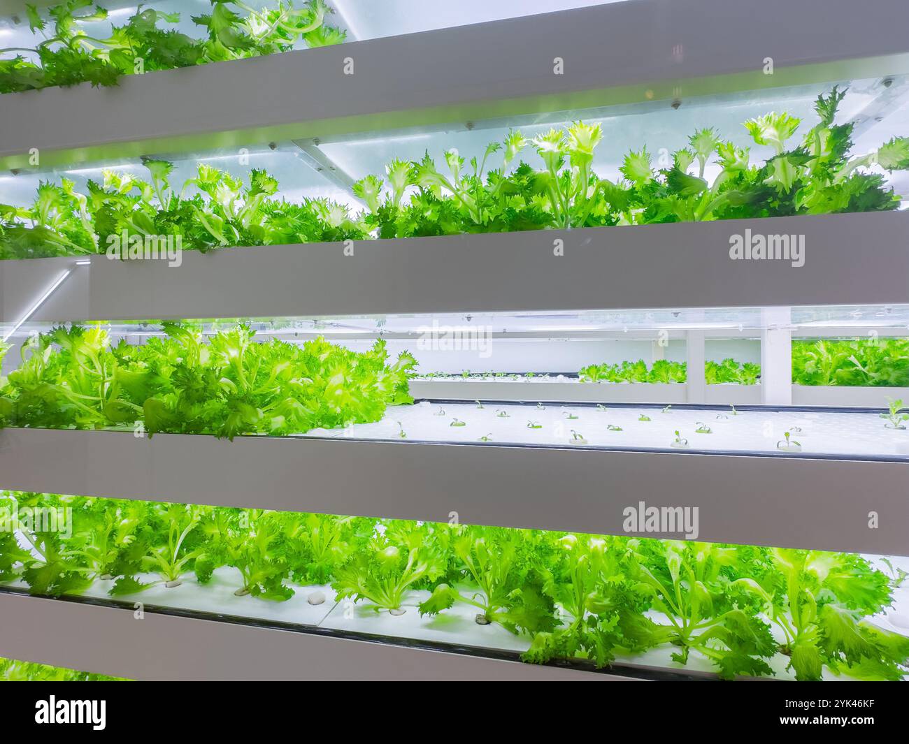 Primo piano di lattughe coltivate in un sistema di piantagione idroponica verticale Foto Stock