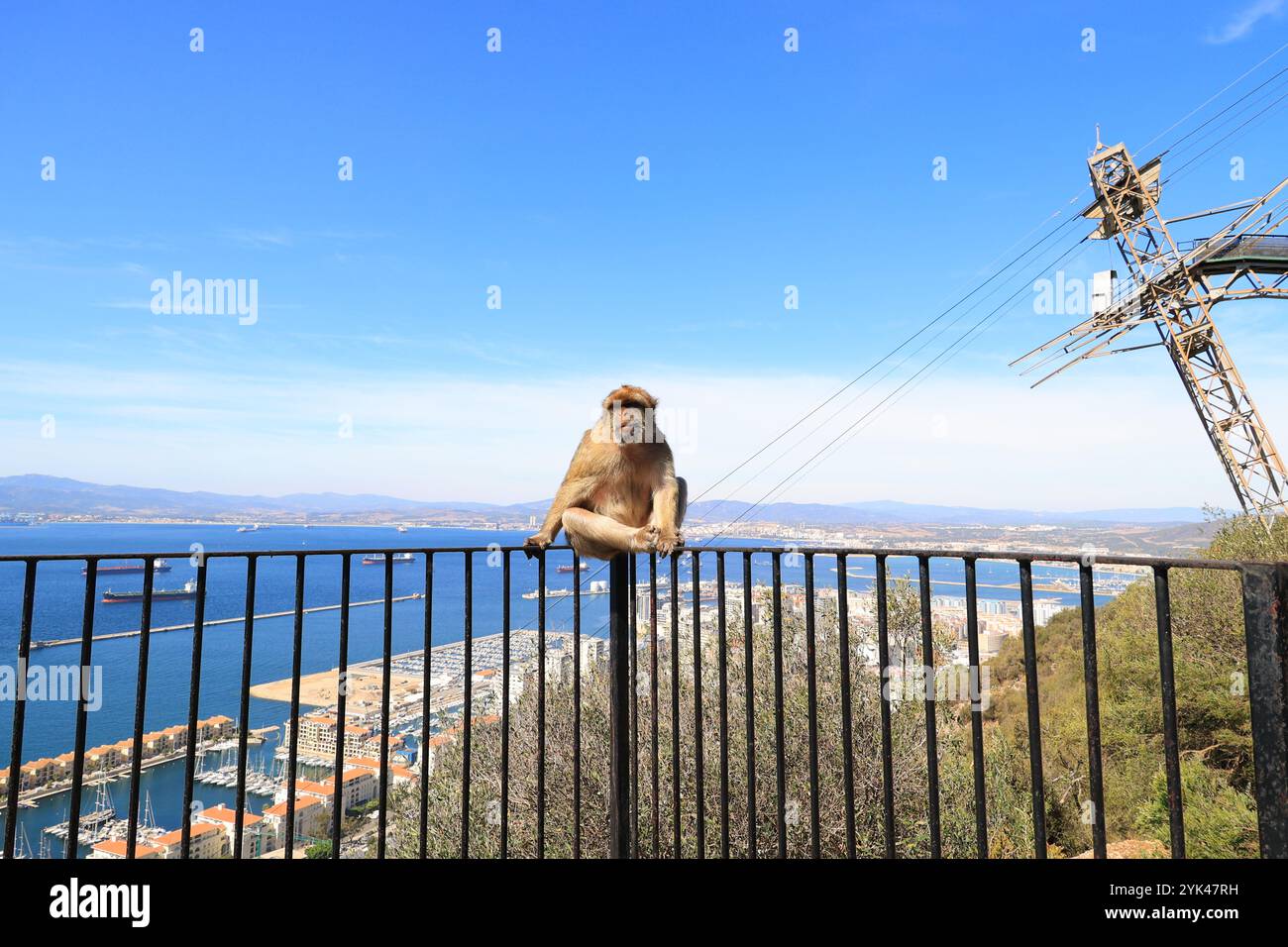Macaco barbario su una recinzione presso la Rocca di Gibilterra, Gran Bretagna Foto Stock