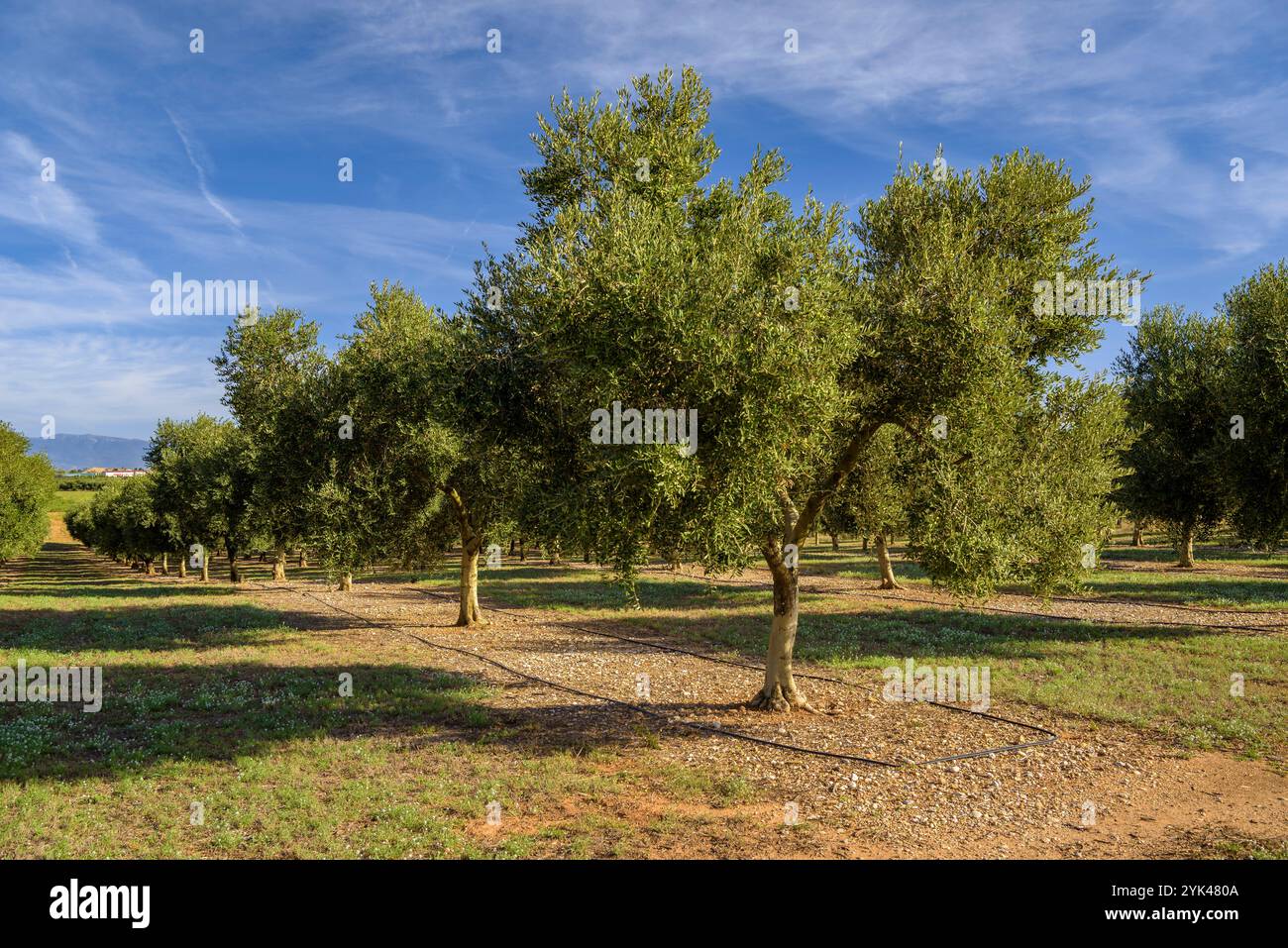 Dintorni rurali di campi e colture nel Empordà vicino al villaggio di Ventalló in una mattina d'autunno (Alt Empordà, Girona, Catalogna, Spagna) Foto Stock