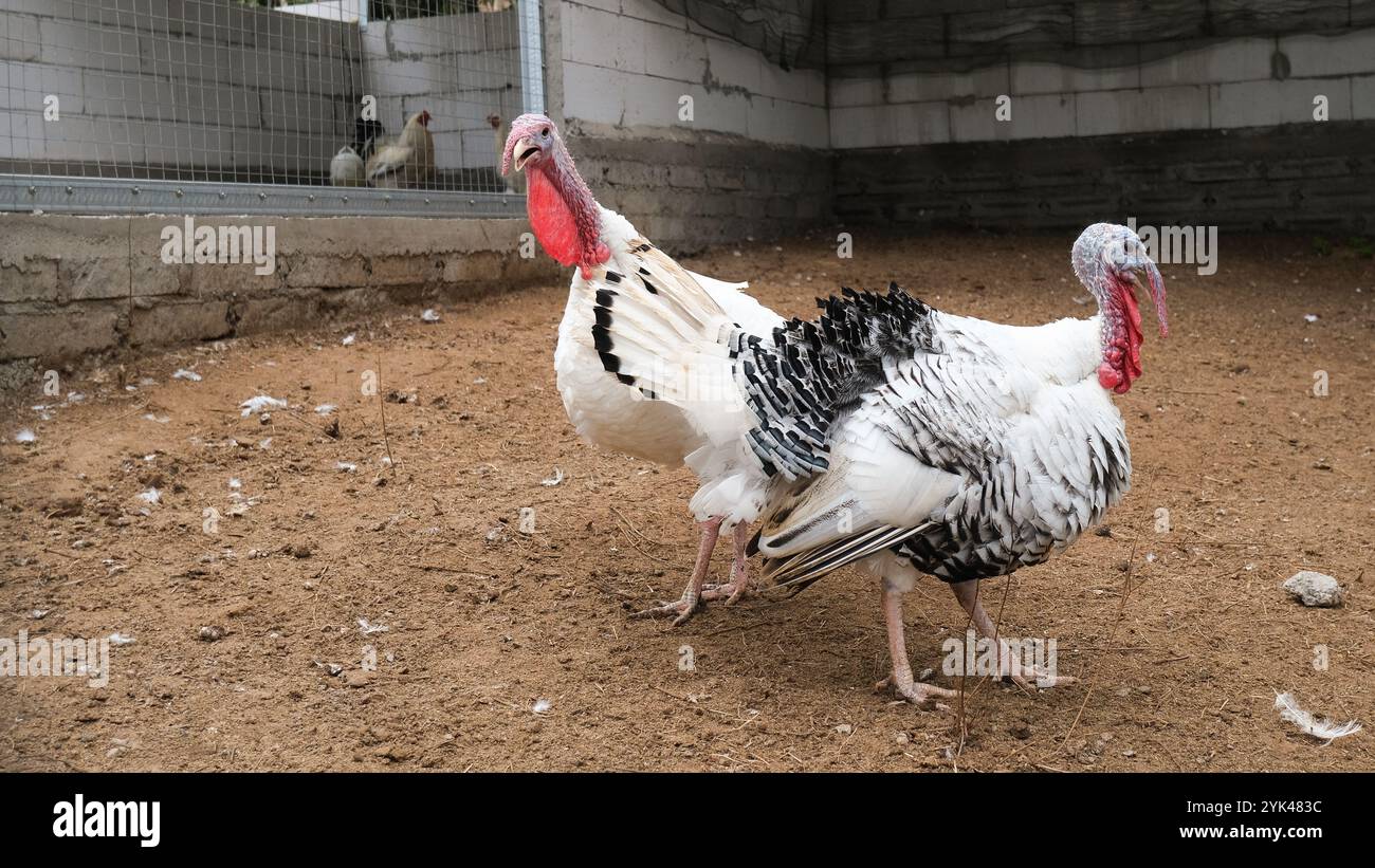 Primo piano di due tacchini in fattoria che camminano intorno alla penna mangiando da mangiare. Ringraziamento Foto Stock