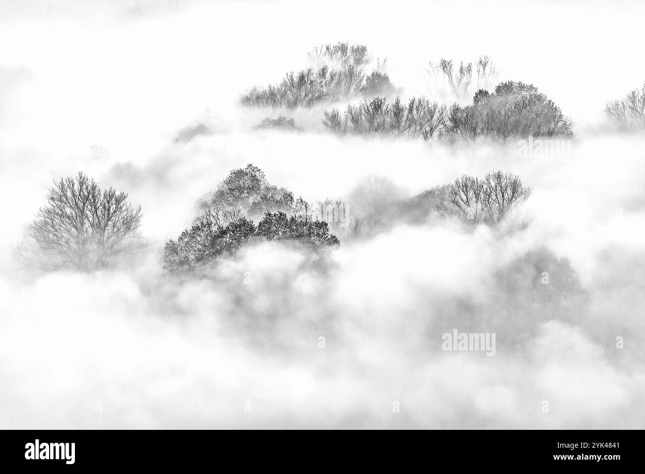 Mattina di Foggy nella foresta, fotografia d'arte Foto Stock