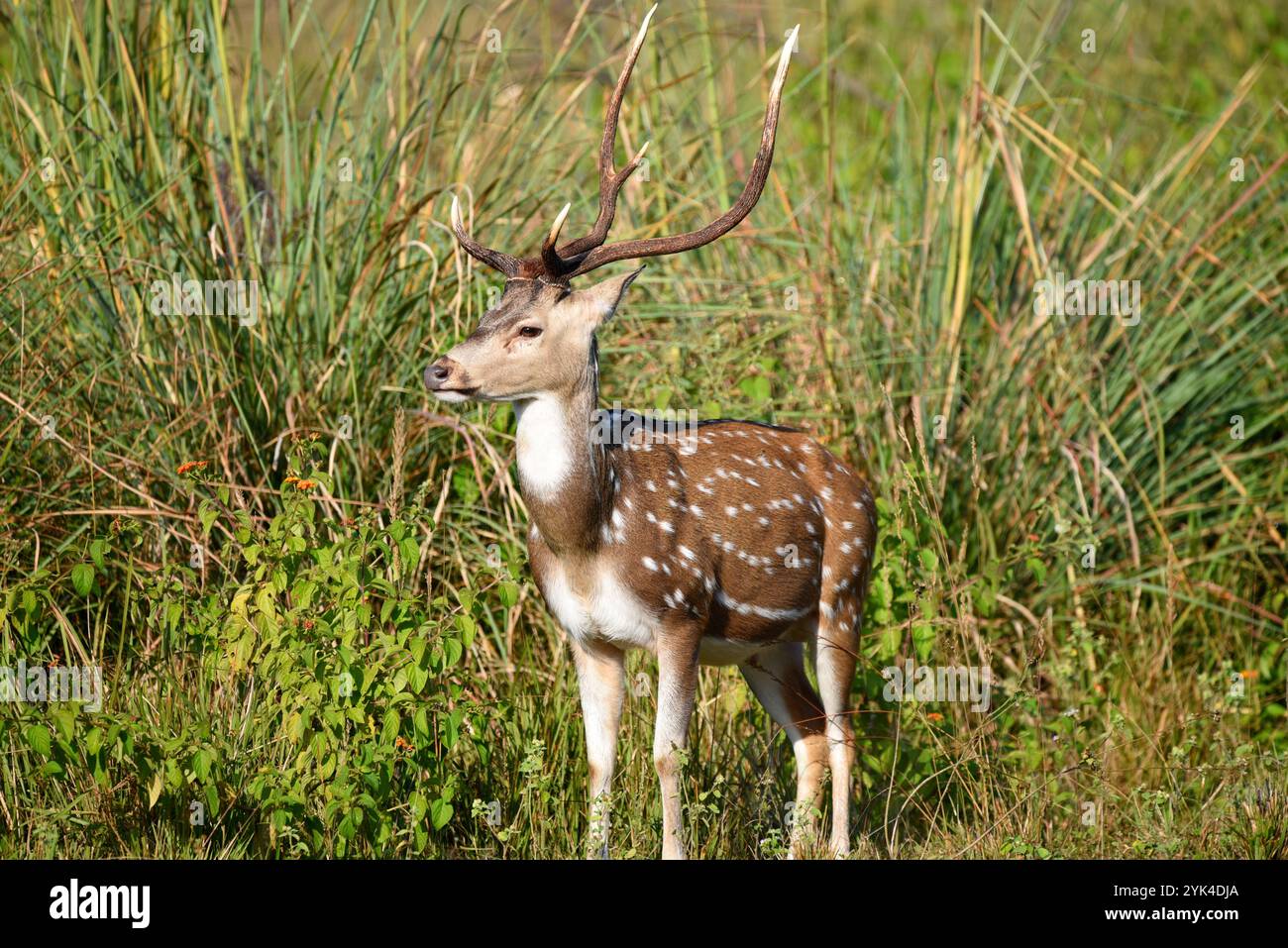 Cervi maculati, fauna selvatica di Bhopal, India Foto Stock