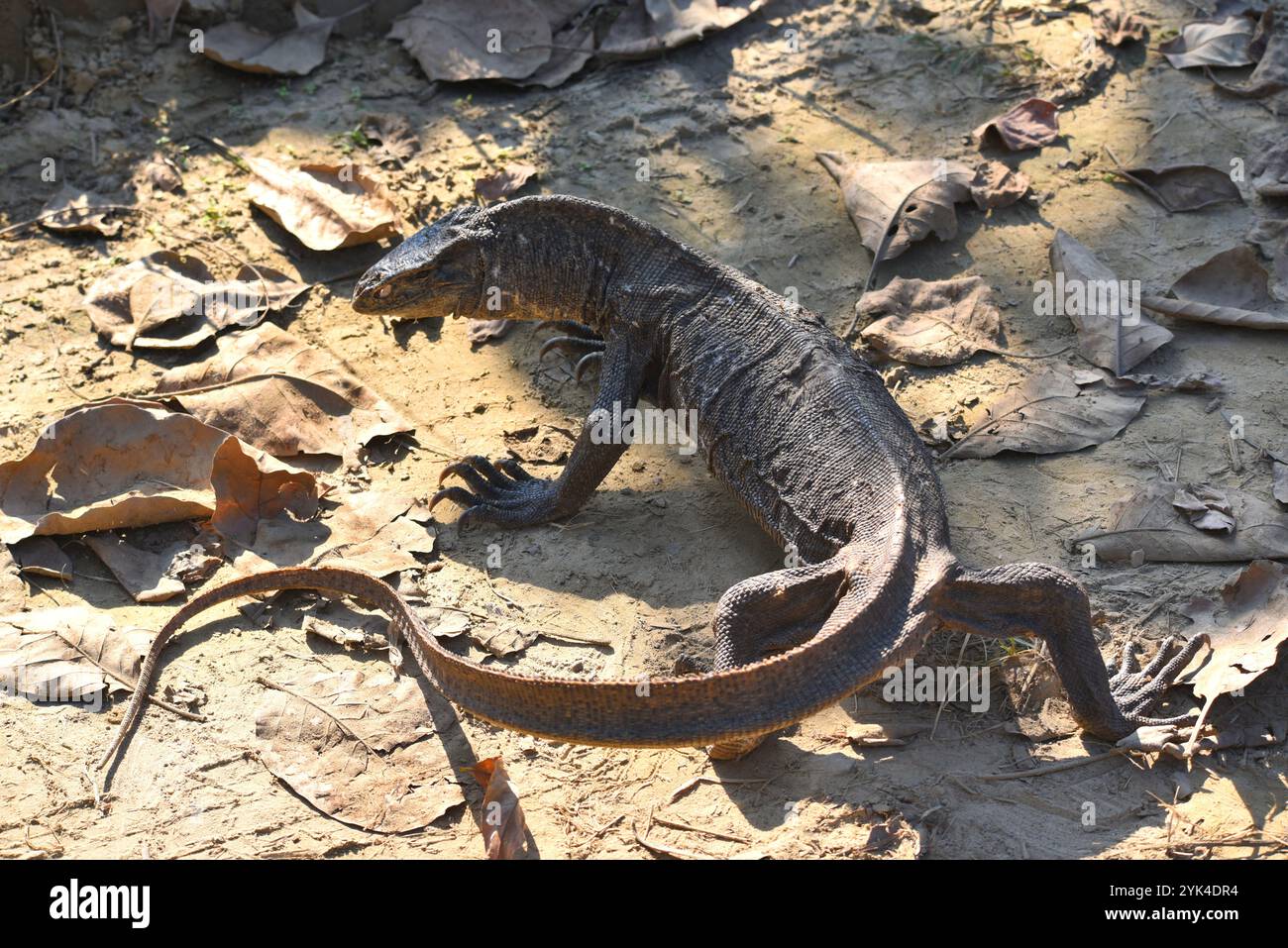 Monitora lucertola o monitor del Bengala nel parco nazionale Jim Corbett Foto Stock