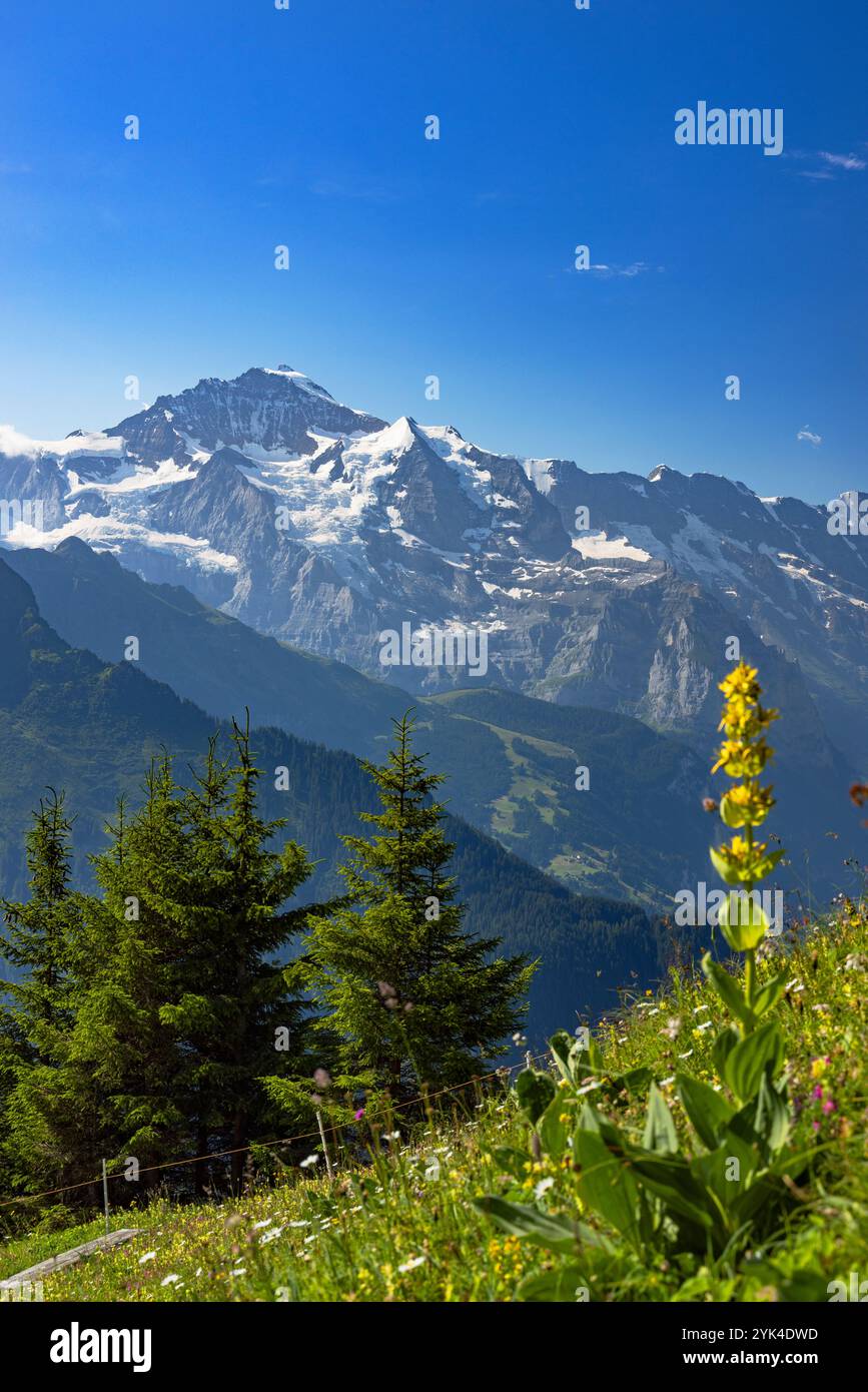 Monte Jungfrau da Schynige Platte, regione di Jungfrau, Oberland Bernese, Svizzera Foto Stock