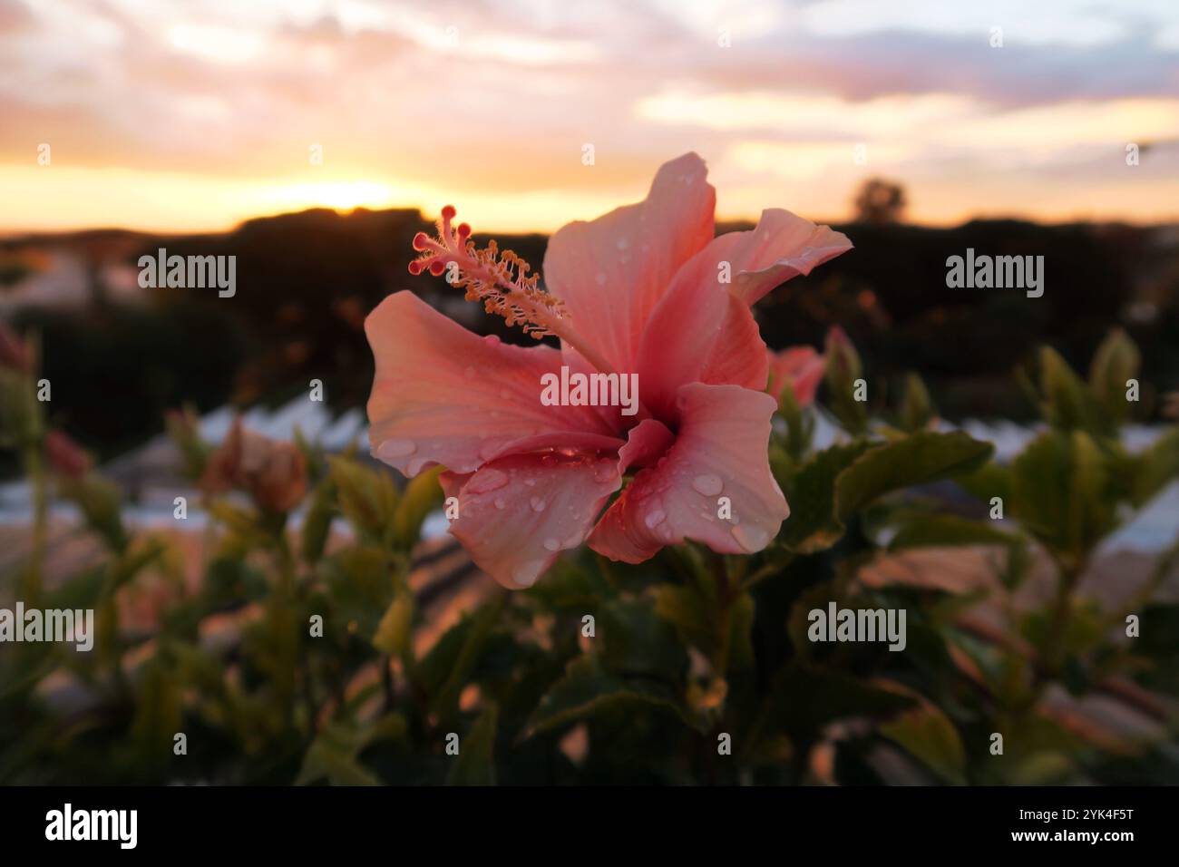Fiore di ibisco al tramonto alle Hawaii Foto Stock