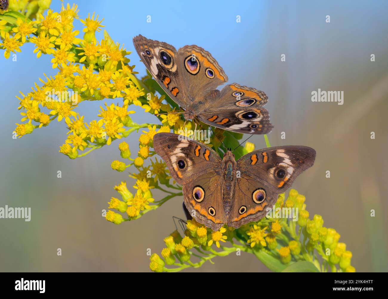 Farfalle di bufala comune (Junonia coenia) che si nutrono di fiori di verga d'oro marina (Solidago sempervirens) durante la fioritura autunnale, Galveston, Texas, Stati Uniti Foto Stock
