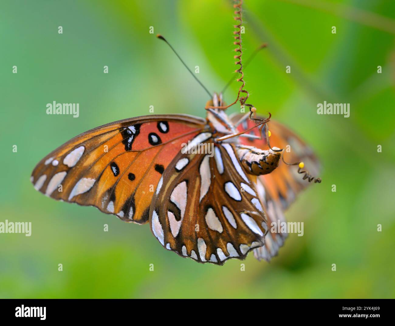 la fritillaria del Golfo (Dione [Agraulis] vaniglia) dedica un uovo su un tendine di scarletfruit passionflower; altre uova e un giovane bruco visto in giro. Foto Stock