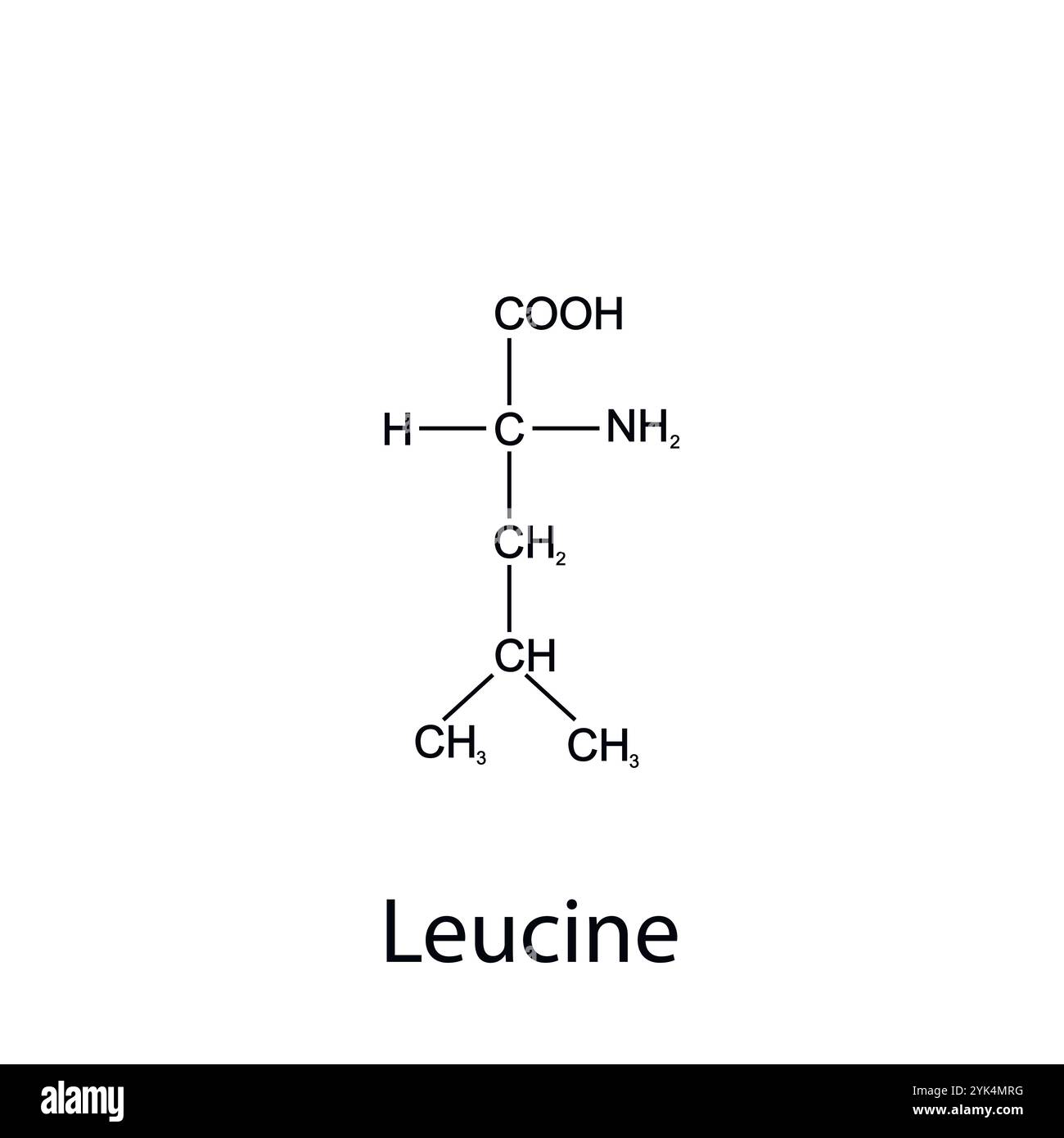 Formula chimica della leucina. Aminoacidi essenziali. Chimica organica. Vettore. Illustrazione Vettoriale