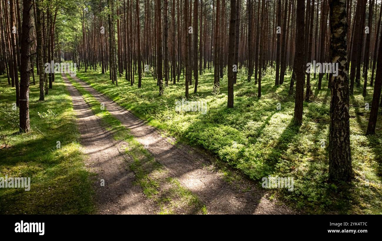 Foresta verde e sentiero in primavera alla luce del sole, Polonia, Europa Foto Stock