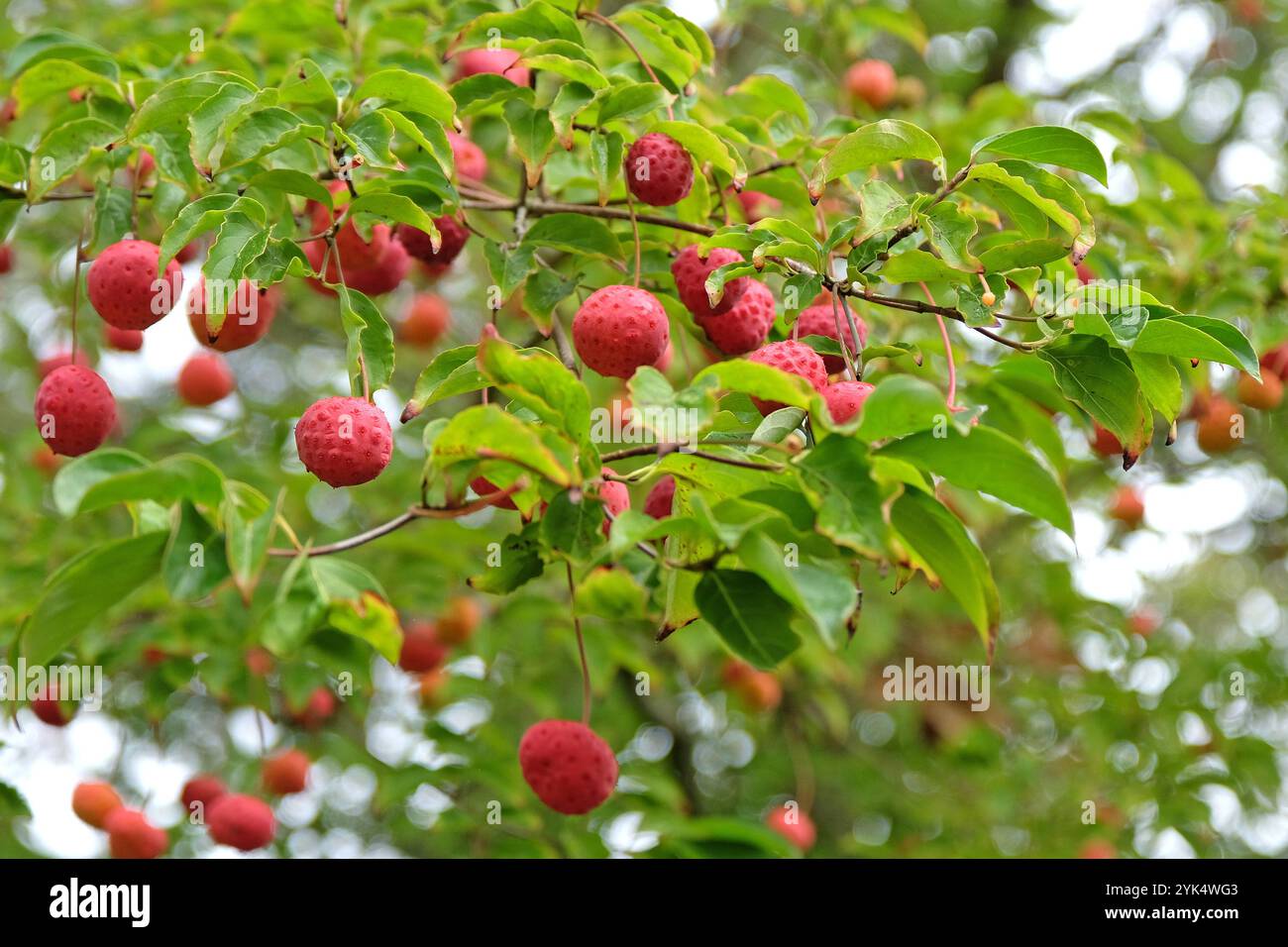 Cornus «Norman Hadden», il frutto simile alla fragola rossa dell’albero normanno Hadden. Foto Stock