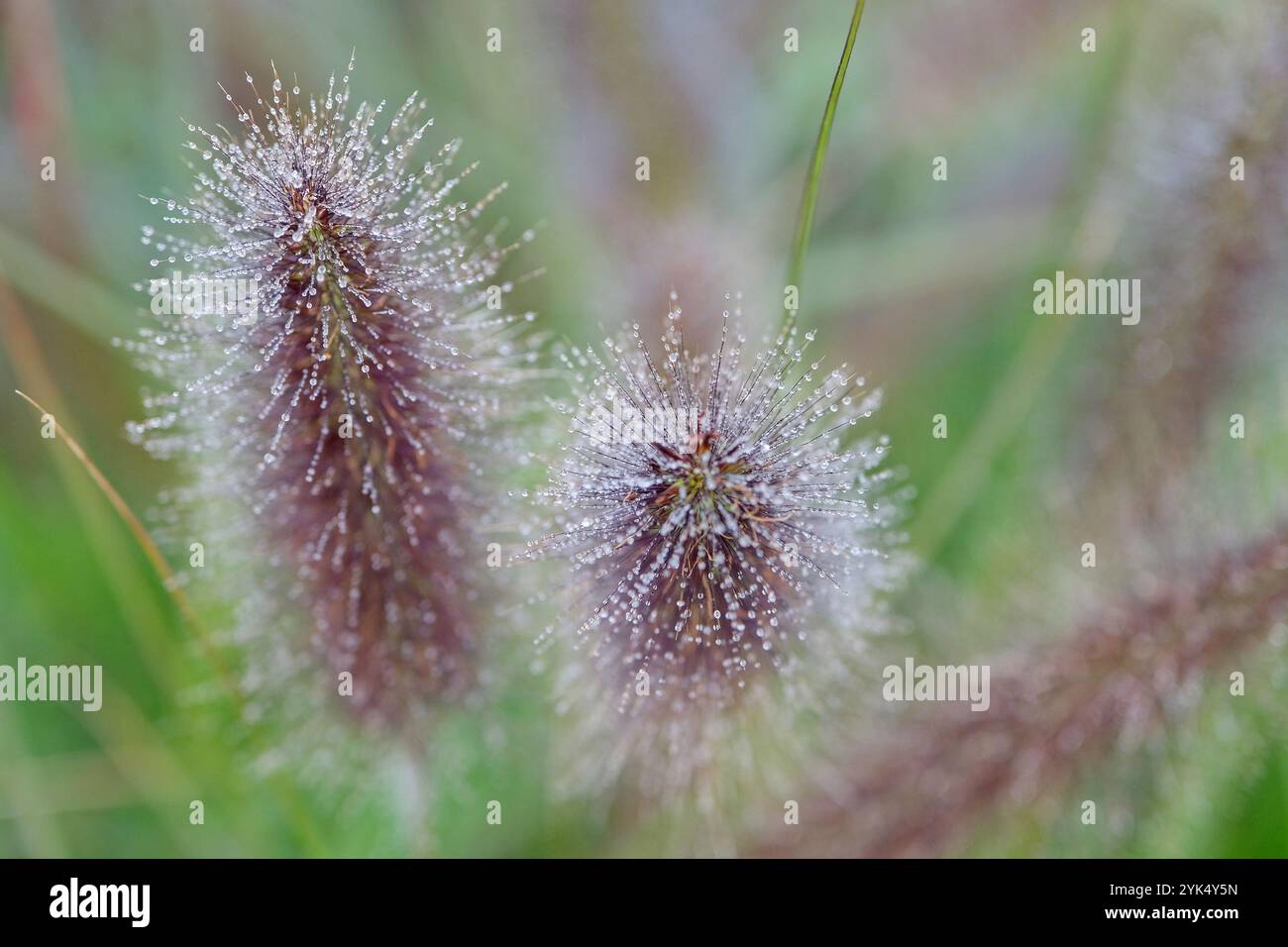 Pennisetum alopecuroides, verde erba cinese fontana. Foto Stock