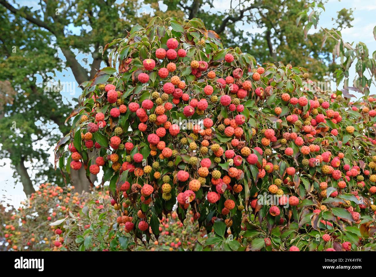 Cornus «John Slocock», la fragola rossa come i frutti dell’albero del pino. Foto Stock