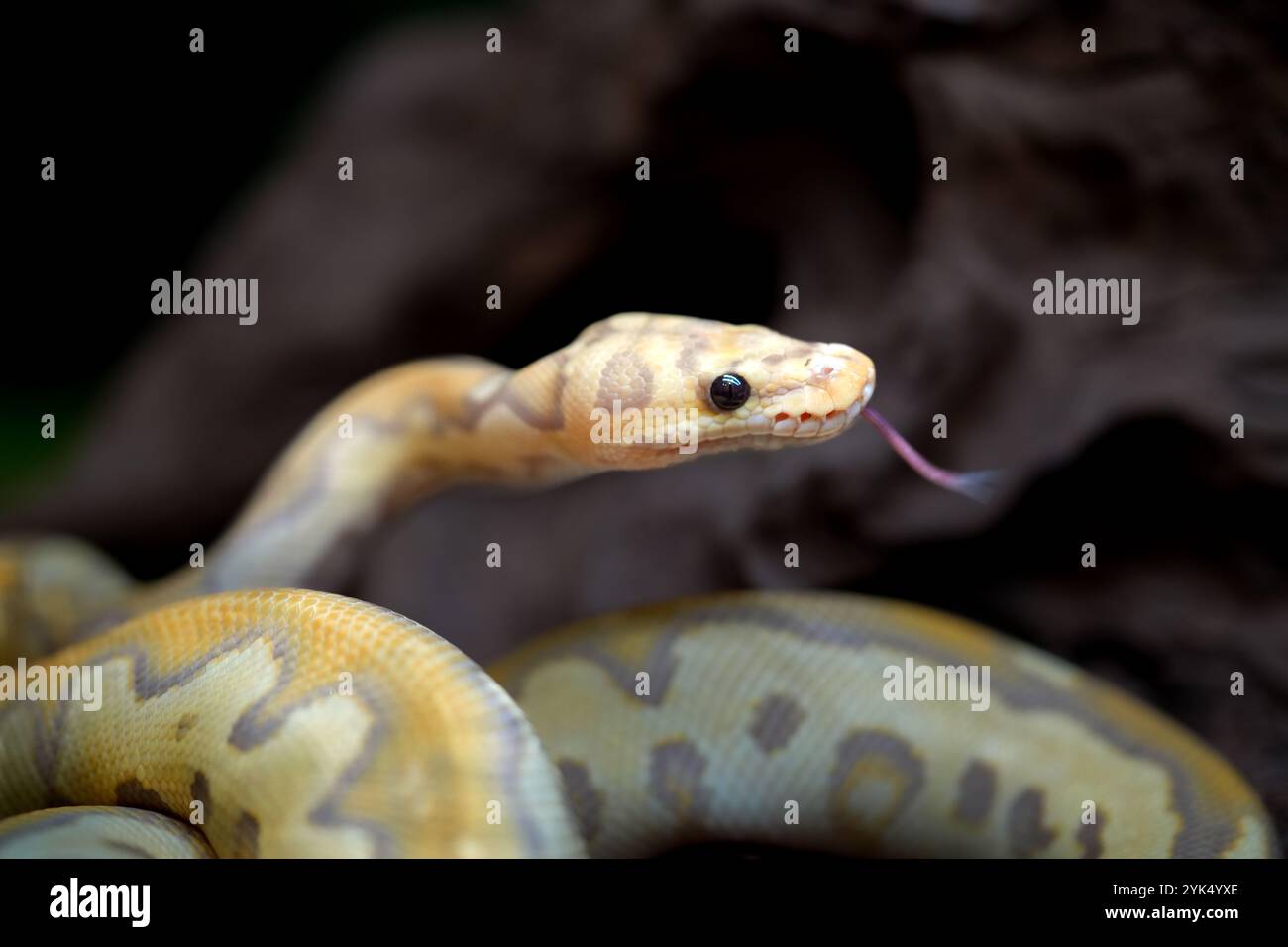 Serpente misto giallo e bianco di pitone. Foto Stock