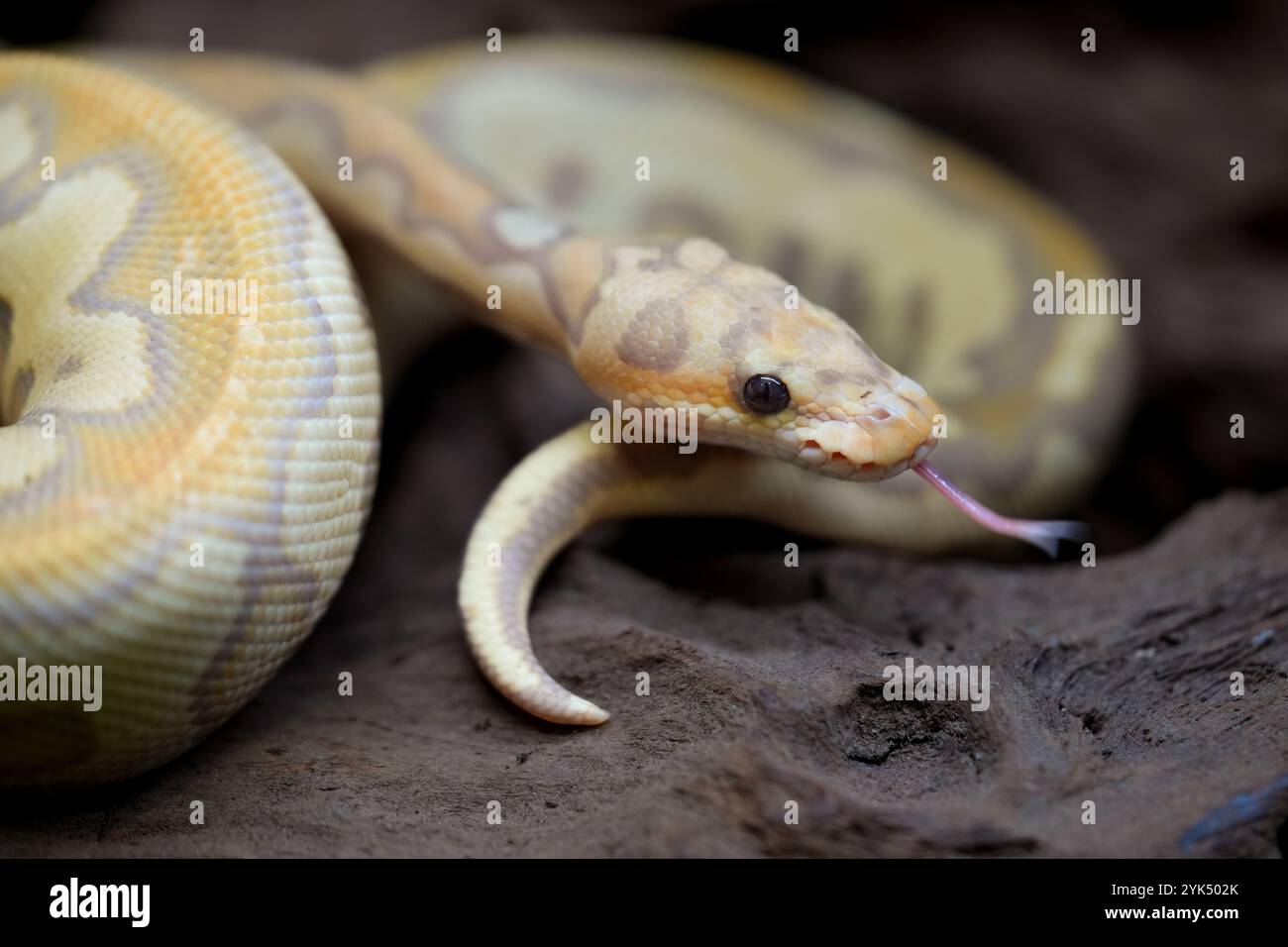 Serpente misto giallo e bianco di pitone. Foto Stock