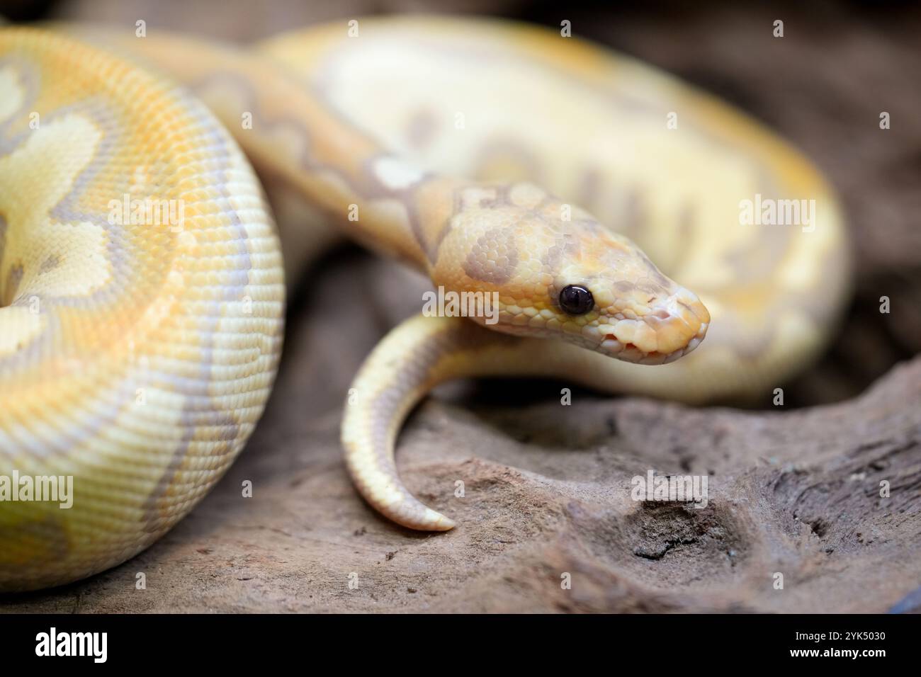 Serpente misto giallo e bianco di pitone. Foto Stock