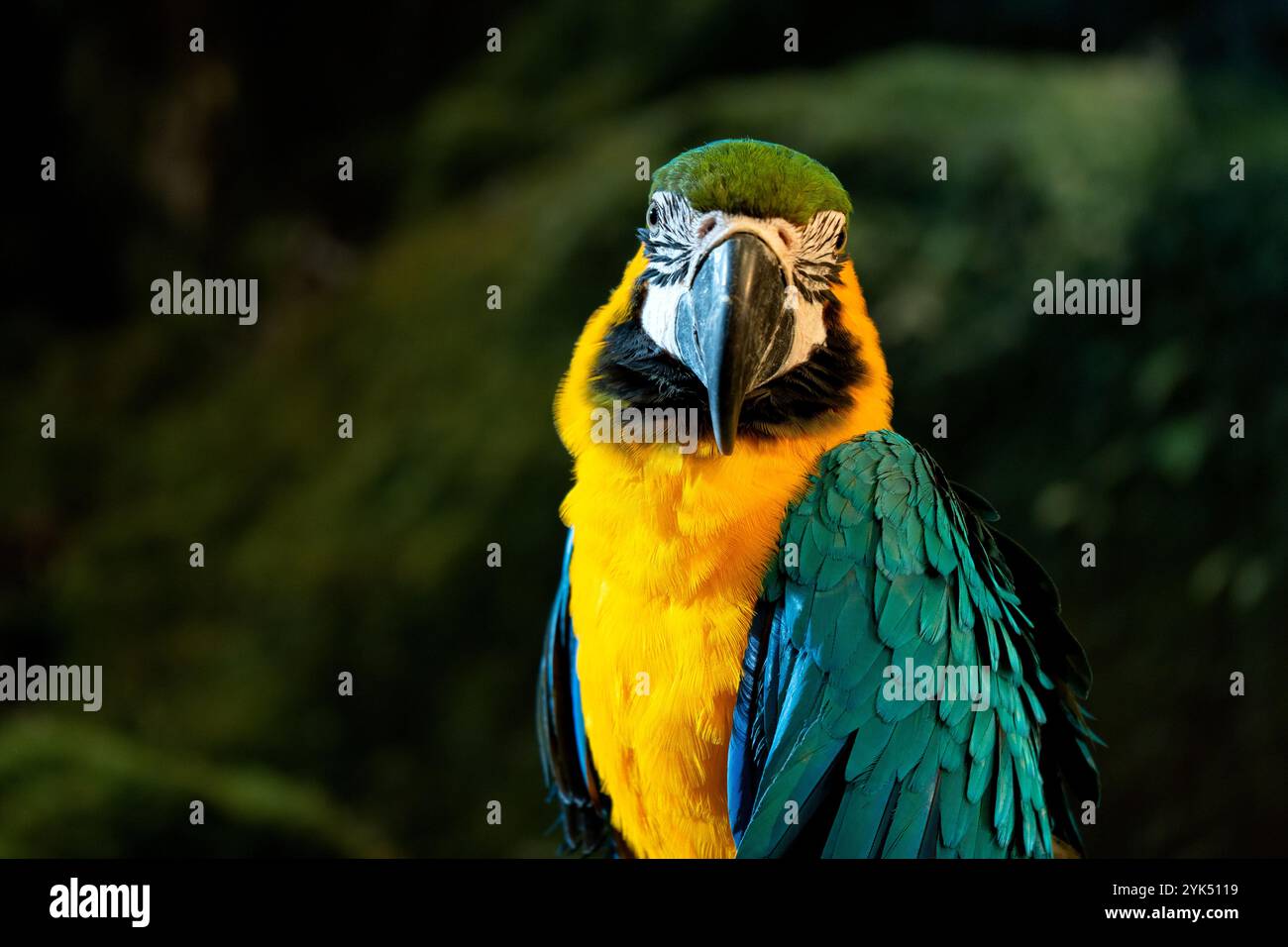 Primo piano in un'ara blu e gialla (Ara ararauna), uccello esotico Foto Stock