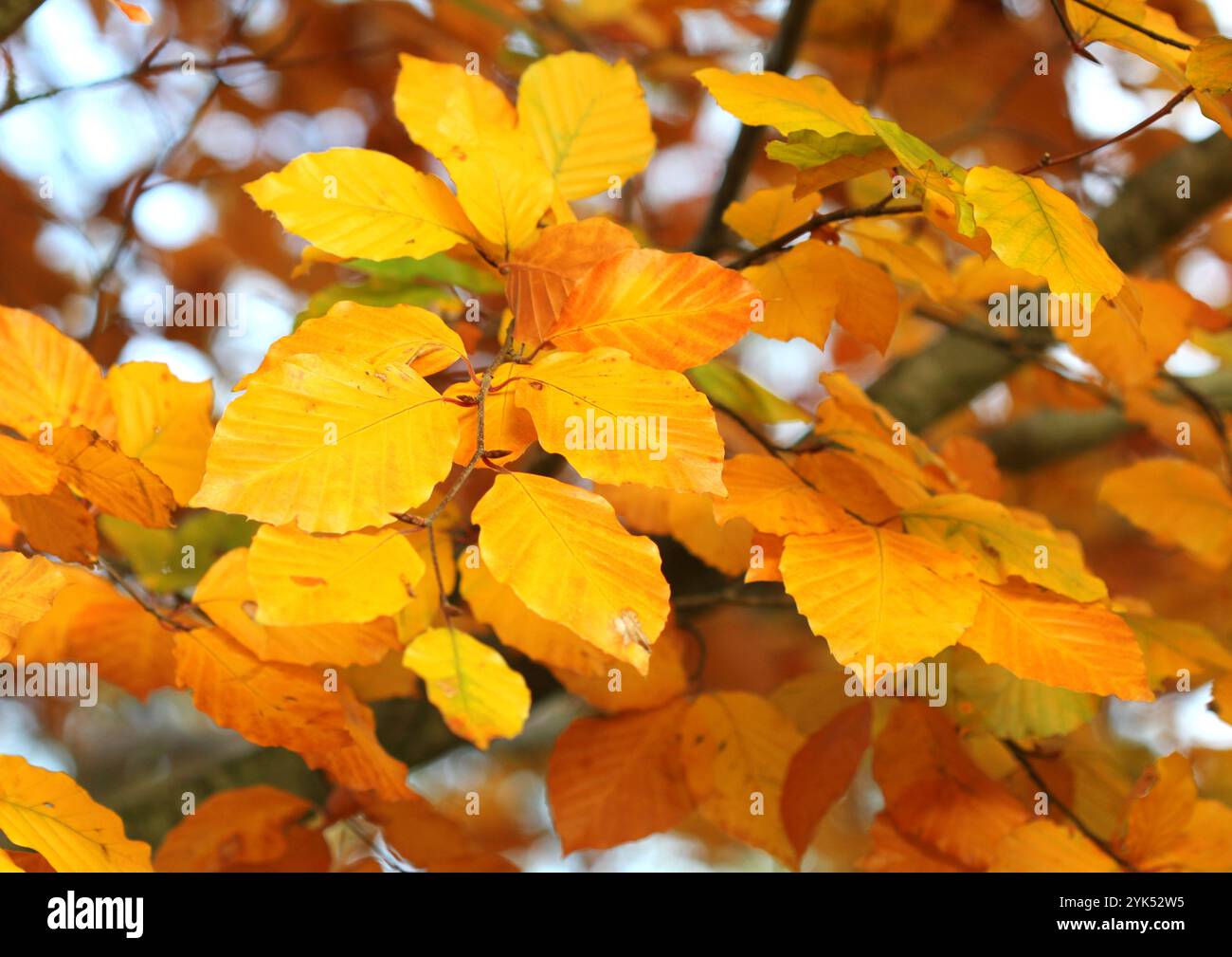 Un primo piano delle foglie gialle e marroni del Faggio (Fagus sylvatica) a novembre. Foto Stock