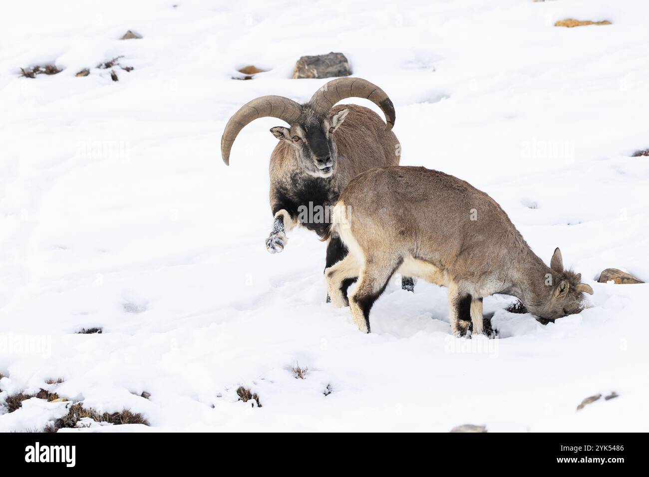 L'immagine di Argali (Ovis ammon) o pecora di montagna è stata scattata nella Spiti Valley, Kiber, Himachal Pradesh, India Foto Stock