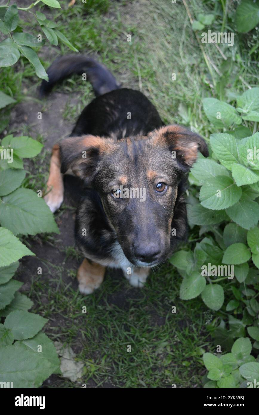 Bella natura estiva, simpatico, insolito e bellissimo cucciolo nero marrone seduto nel giardino di casa. Foto Stock