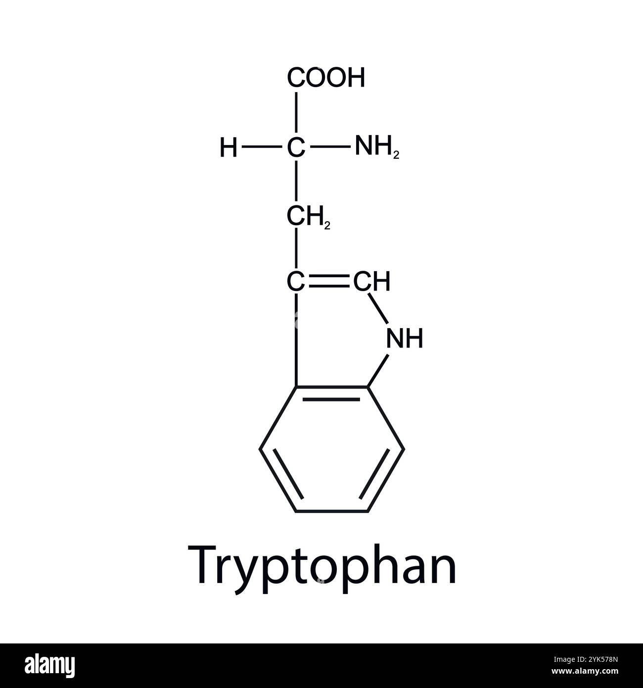 Formula chimica del triptofano. Aminoacidi essenziali. Chimica organica. Vettore. Illustrazione Vettoriale
