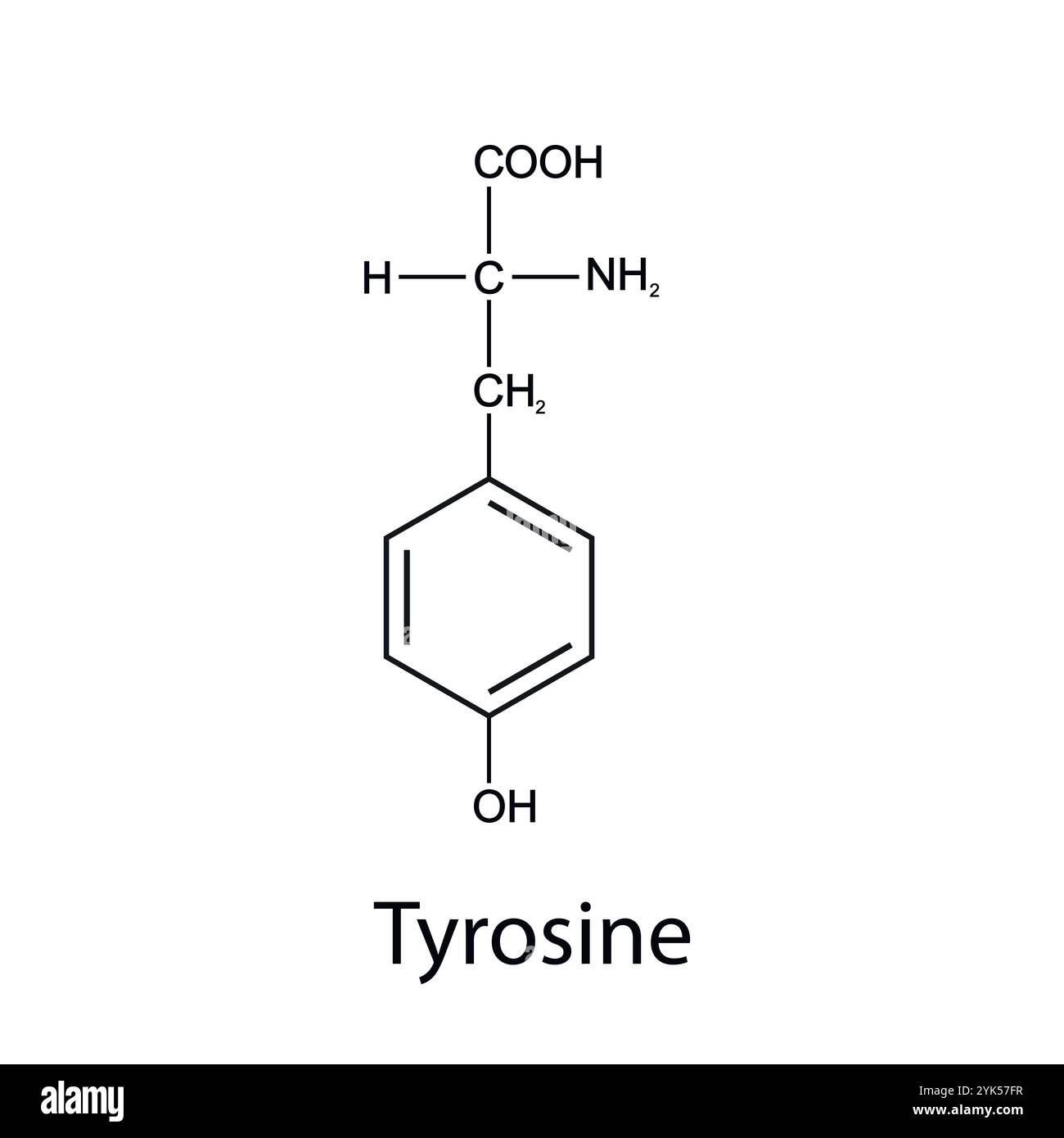 Formula chimica della tirosina. Aminoacidi essenziali. Chimica organica. Vettore. Illustrazione Vettoriale