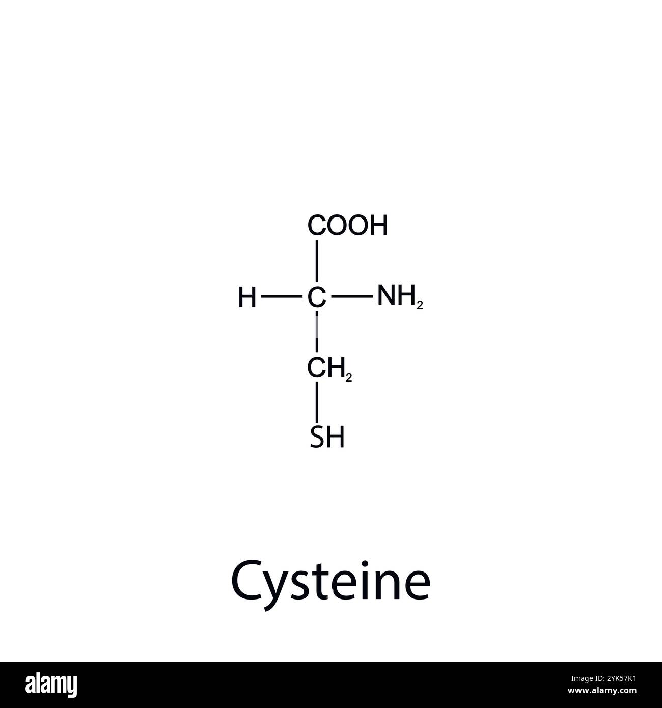 Formula chimica di cisteina. Aminoacidi essenziali. Chimica organica. Vettore. Illustrazione Vettoriale