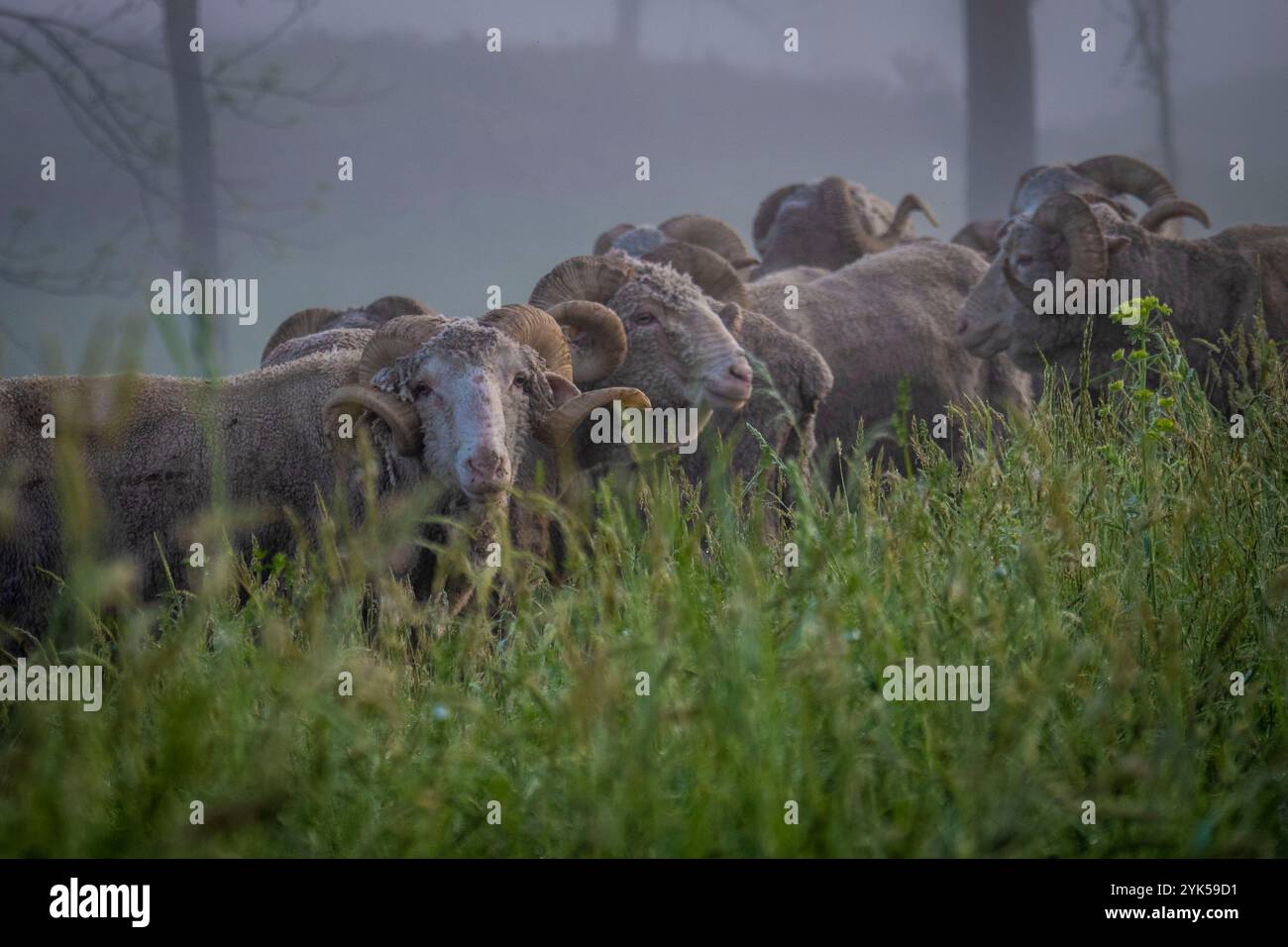 Dominique Herman allevava pecore sassoni Merino nella sua fattoria a Warwick, New York. Qui, li porta al pascolo di mattina. (Foto USDA/FPAC di Preston Keres) Foto Stock Dominique Herman allevava pecore sassoni Merino nella sua fattoria a Warwick, New York. Qui, li porta al pascolo di mattina. (Foto USDA/FPAC di Preston Keres) Foto Stock